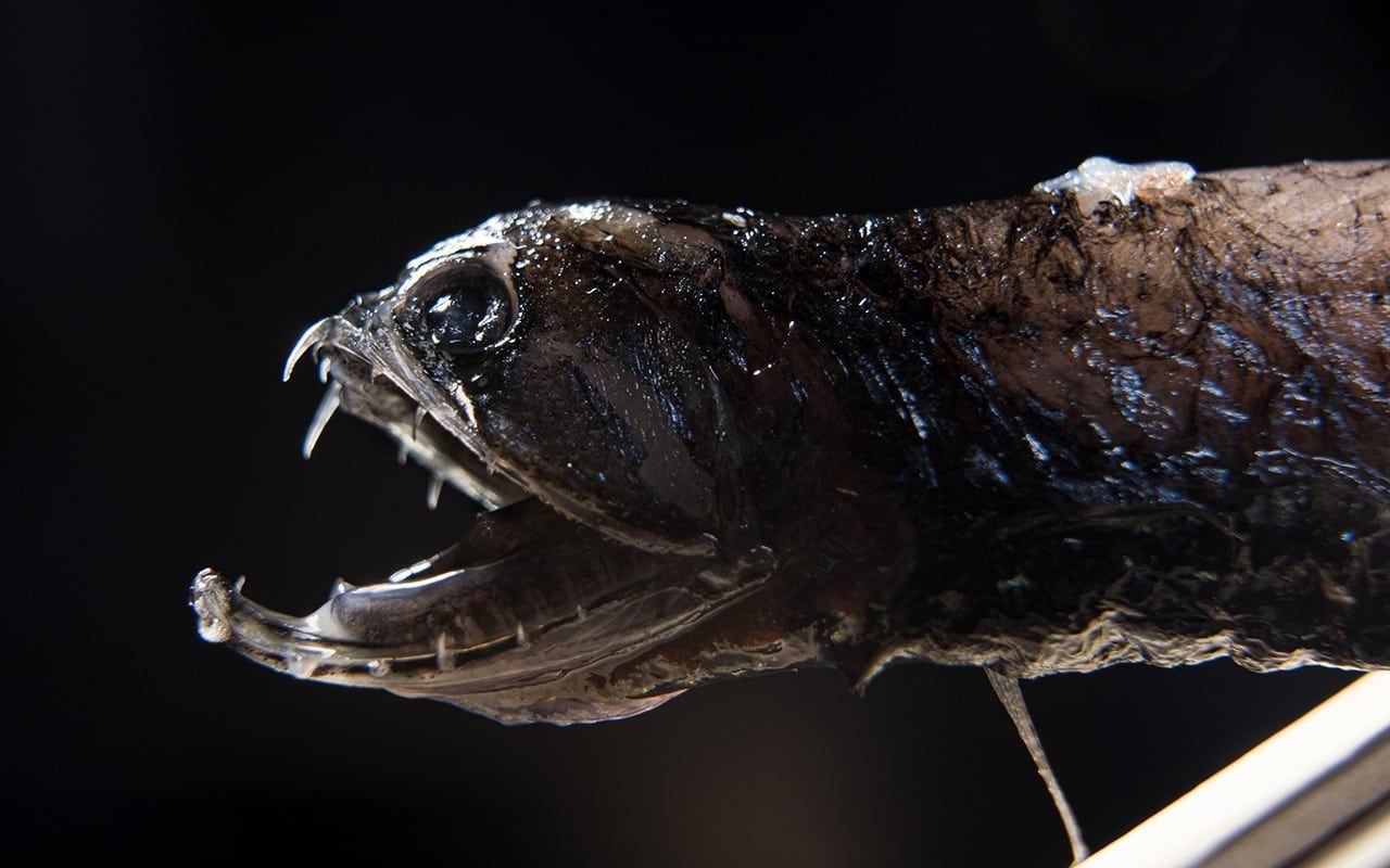 1280x800 Dragonfish - Small yet Mighty Predators of the Twilight Zone