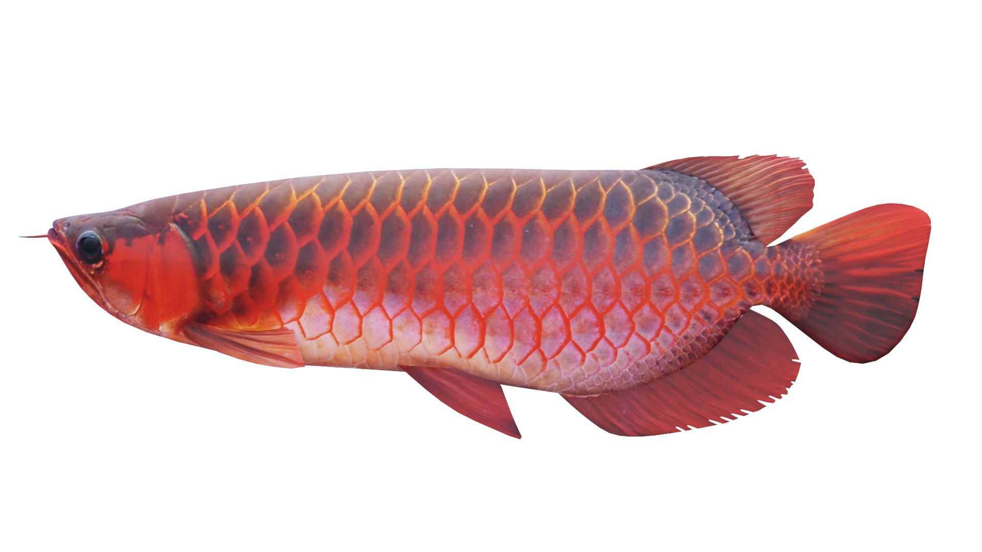 1920x1080 Red Dragon Fish 3D model