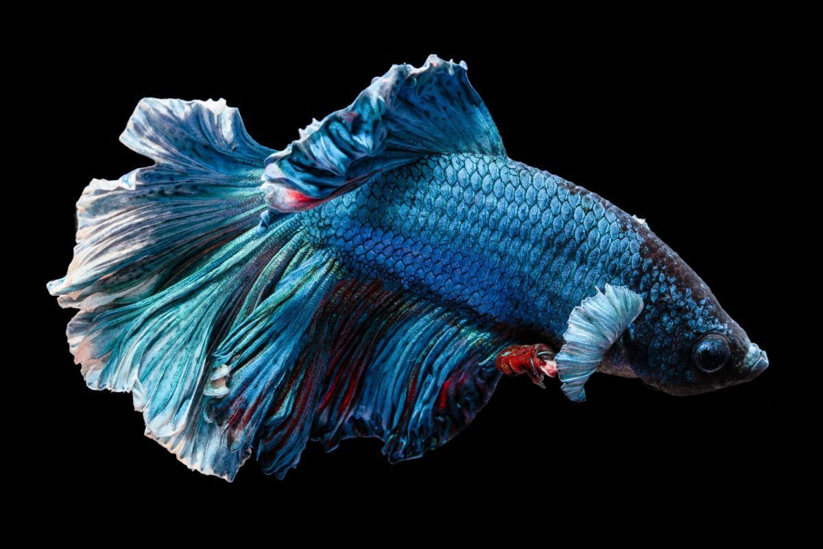 1200x801 Betta Fish Feng Shui: Siamese Fighting Fish as Desktop Pets