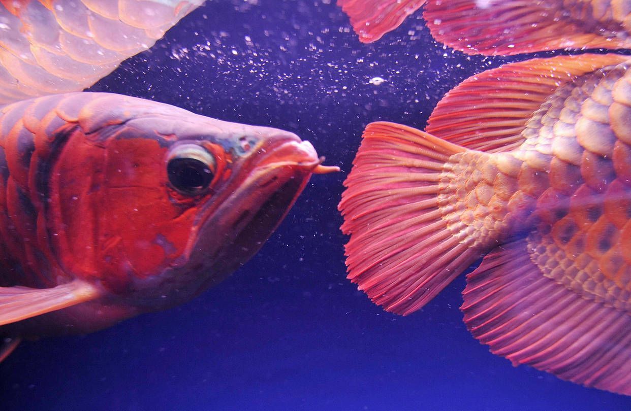 1242x810 The World's Most Coveted Fish