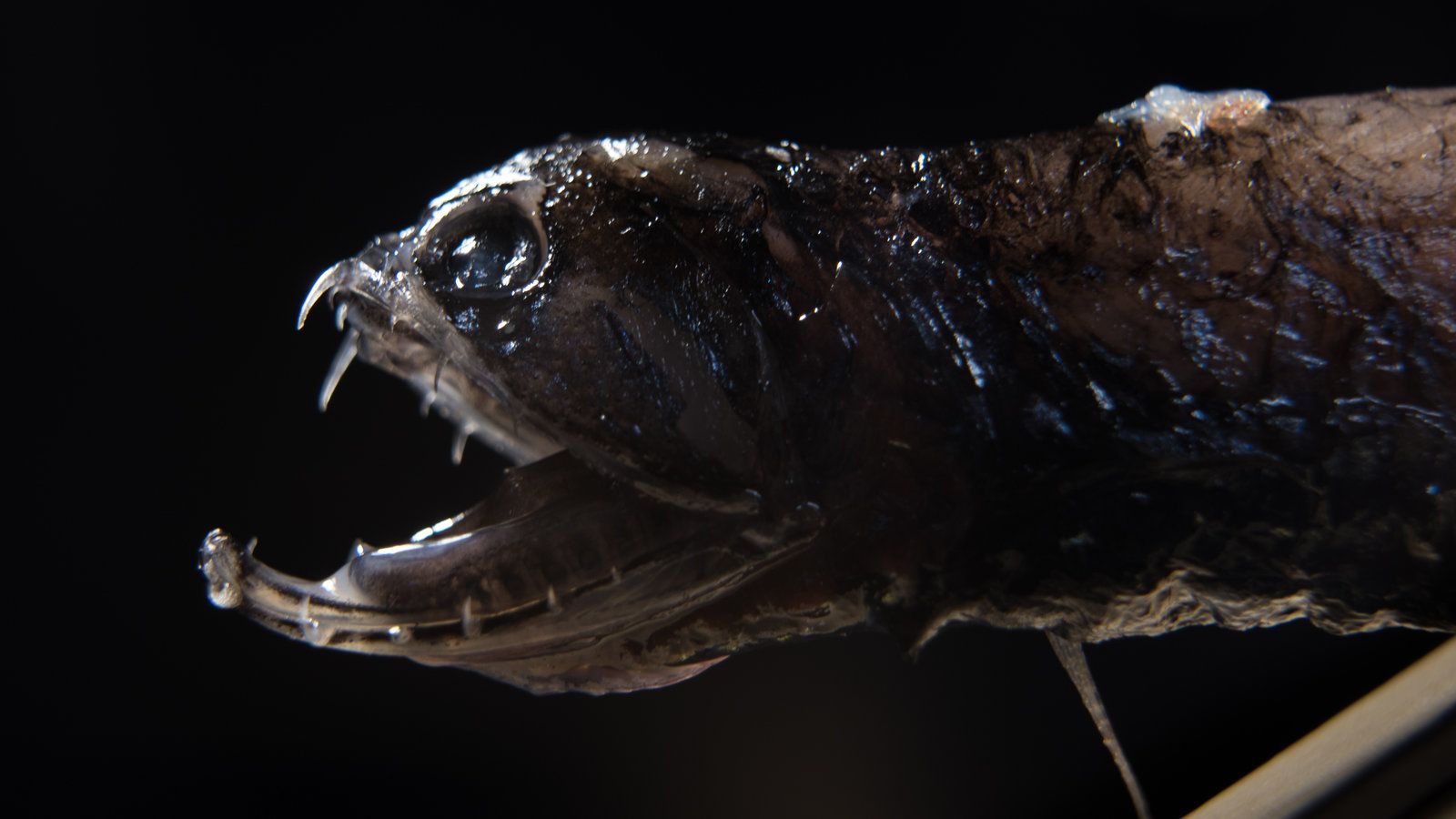 1600x900 Meet The Deep Sea Dragonfish. Its Transparent Teeth Are Stronger Than A Piranha's