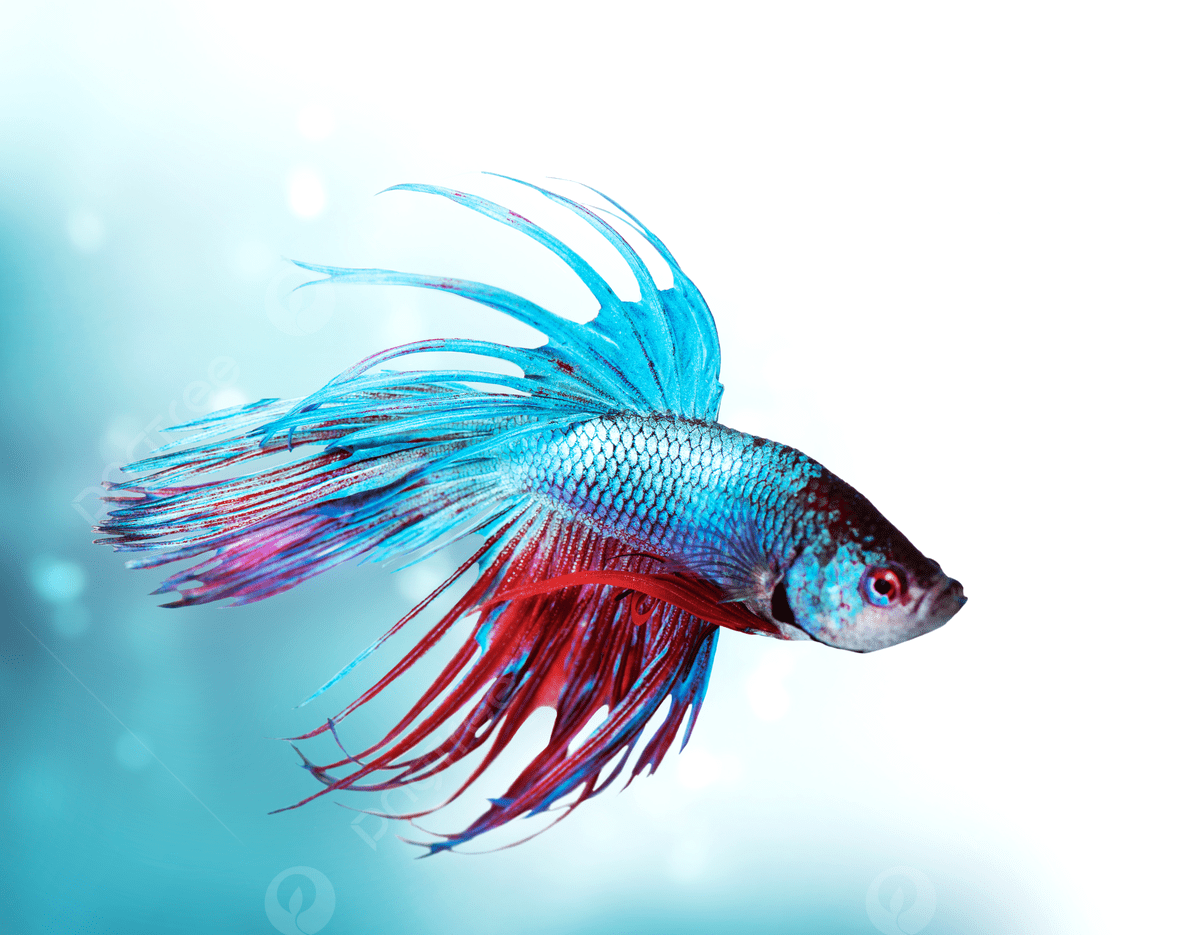 1200x935 Dragon Fish Photo, Picture And Background Image For Free Download
