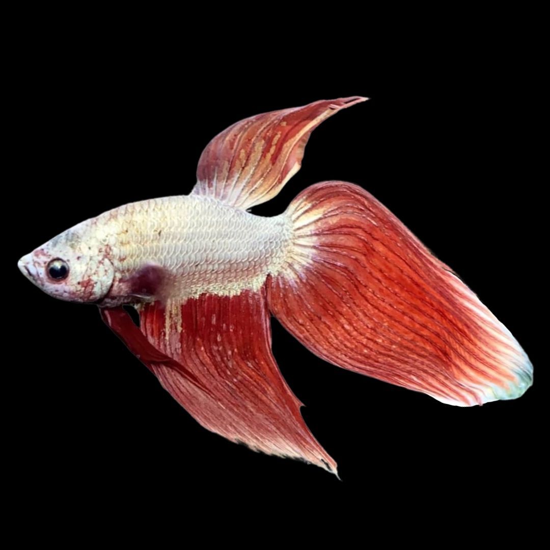 1080x1080 Dragon Betta Fish