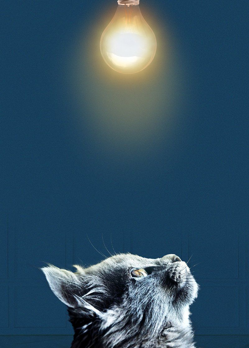 800x1120 Black cat border iPhone wallpaper
