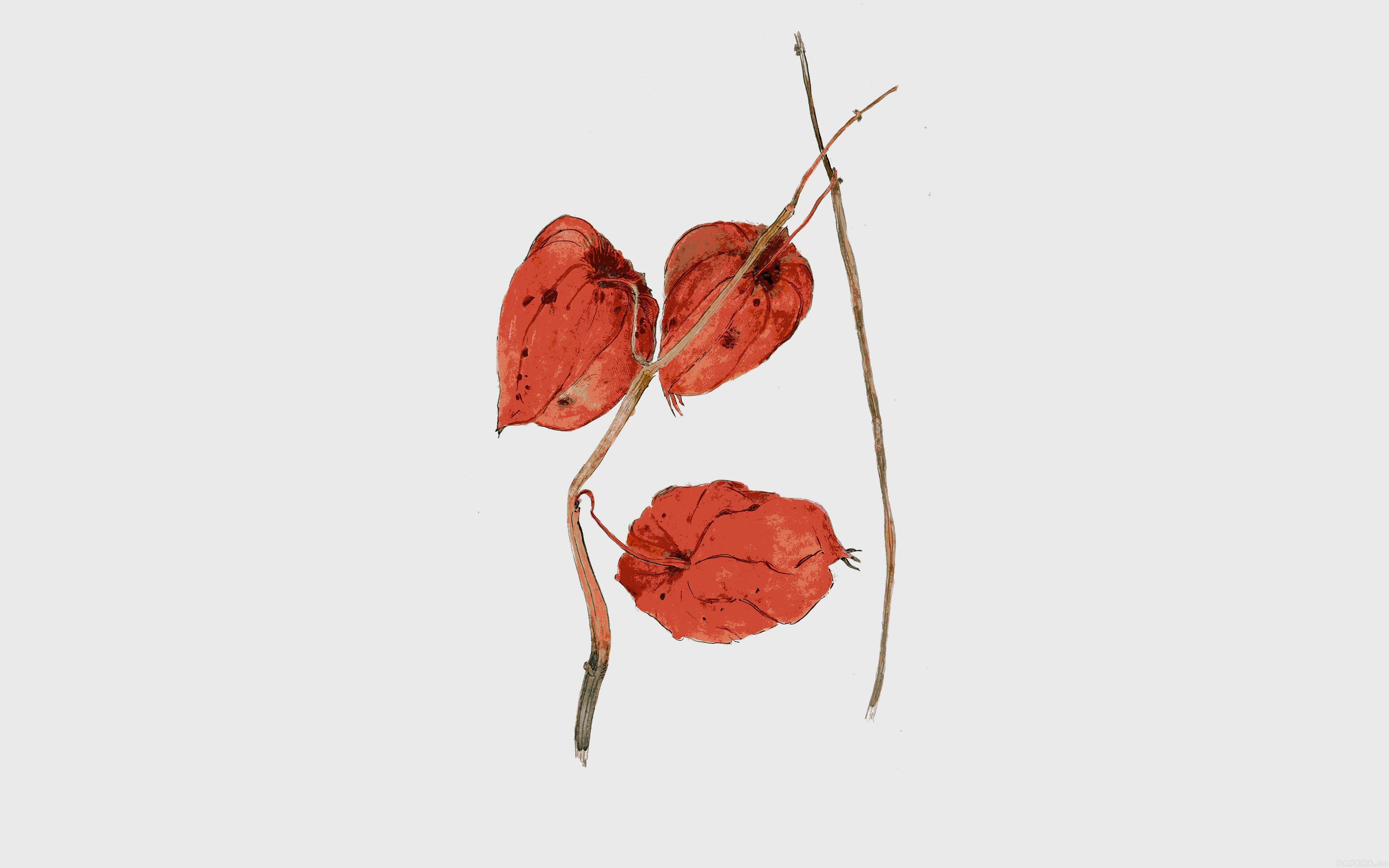 3840x2400 wallpaper for desktop, laptop. liz illust art flower drawing