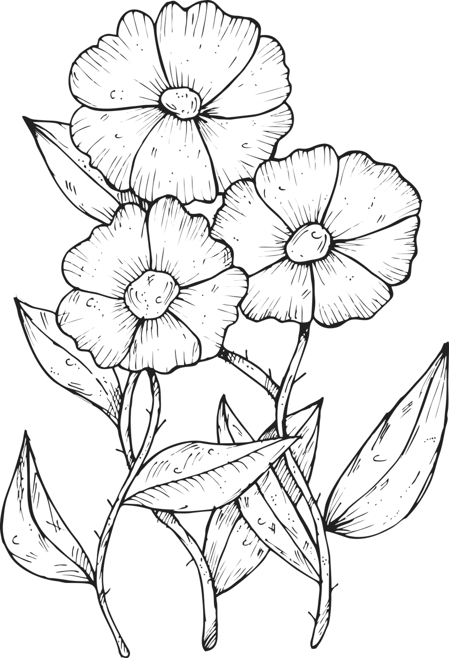 873x1280 Download Flower Beautiful Flowers Drawing. Royalty Free Vector Graphic