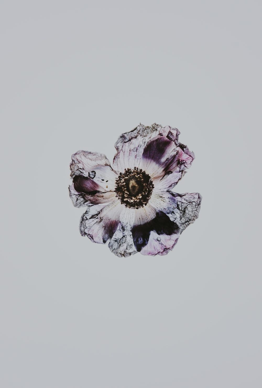 1000x1479 Clear and purple crystal in white background photo