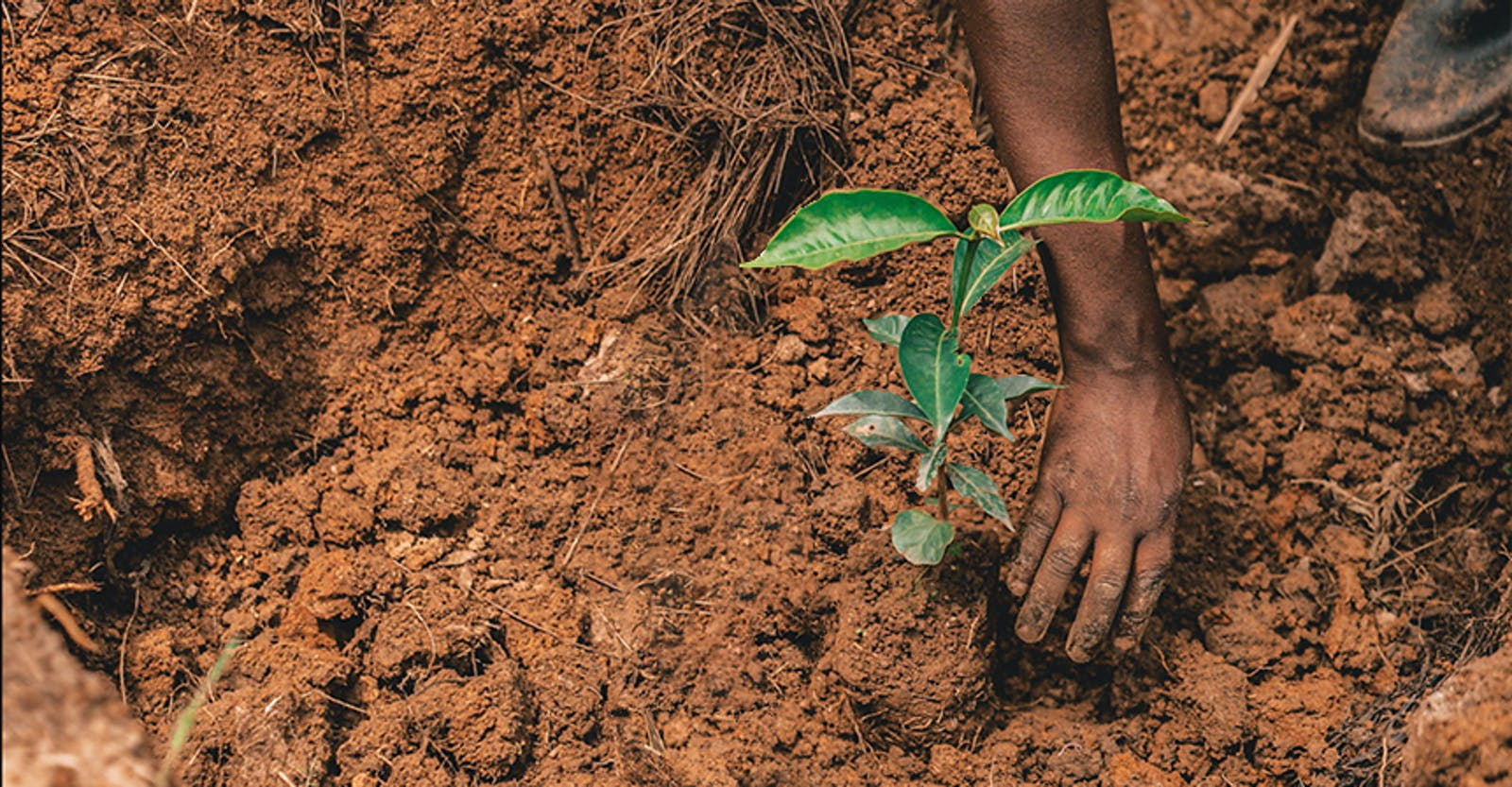 1600x833 Plant A Tree With Every Wallpaper Purchase