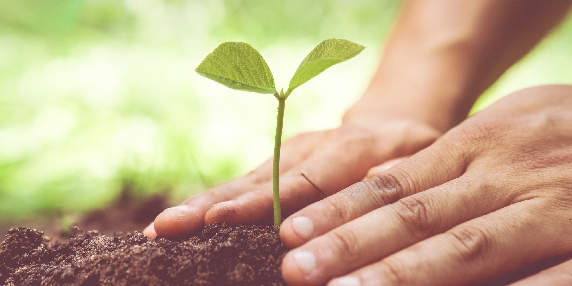 2000x1000 Tree Planting Wallpaper
