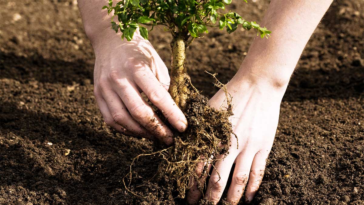 1200x675 Tree Planting Instructions at