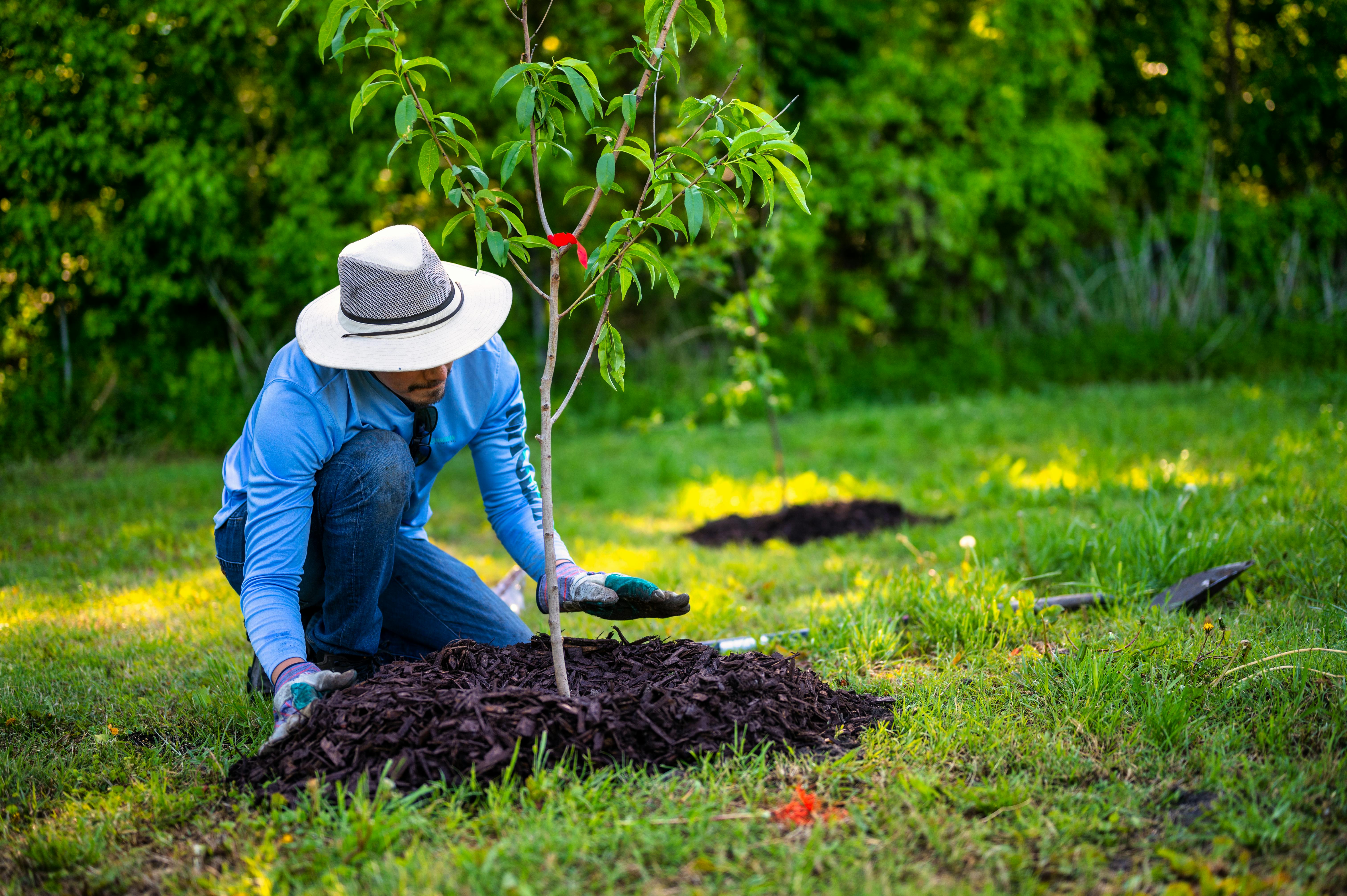 6048x4024 Tree Planting Photo, Download The BEST Free Tree Planting & HD Image