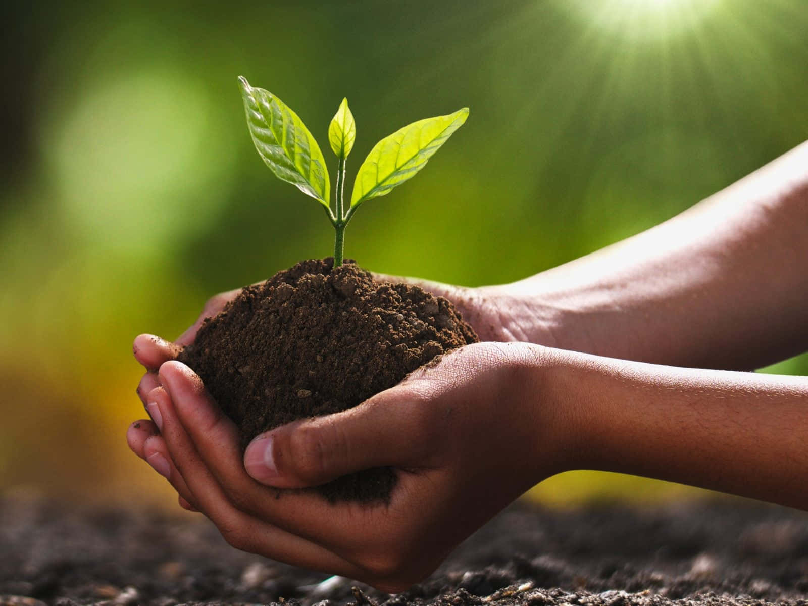 1600x1200 Soil Wallpaper