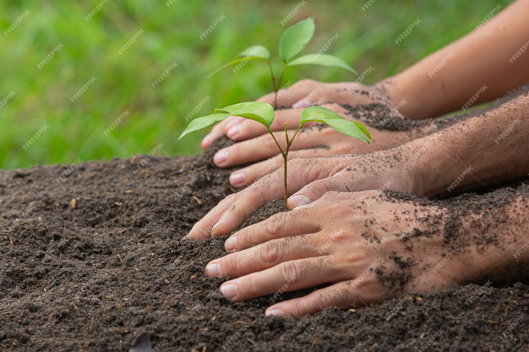 2000x1333 Planting Image
