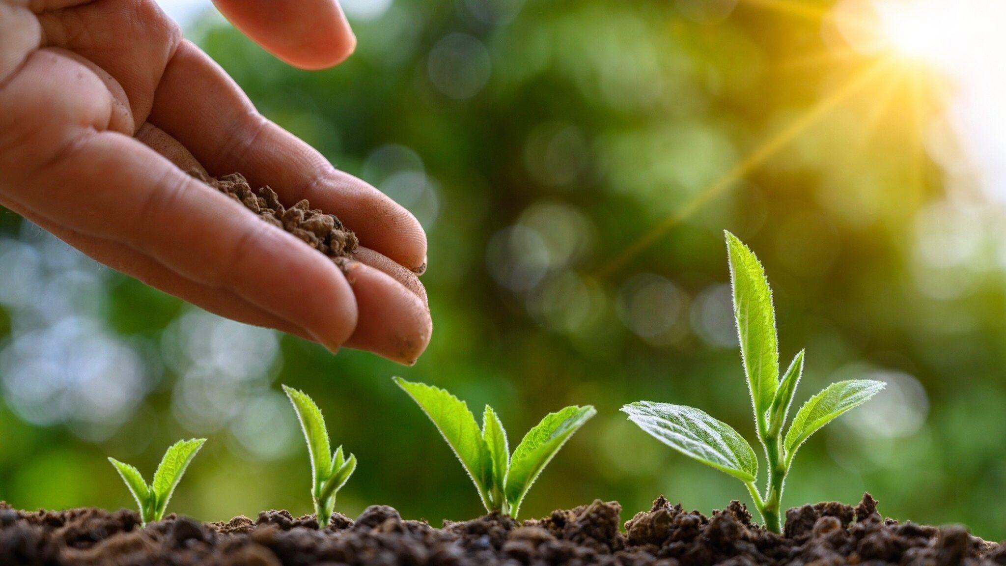 2048x1152 The Pros and Cons of Planting Trees to Address Global Warming