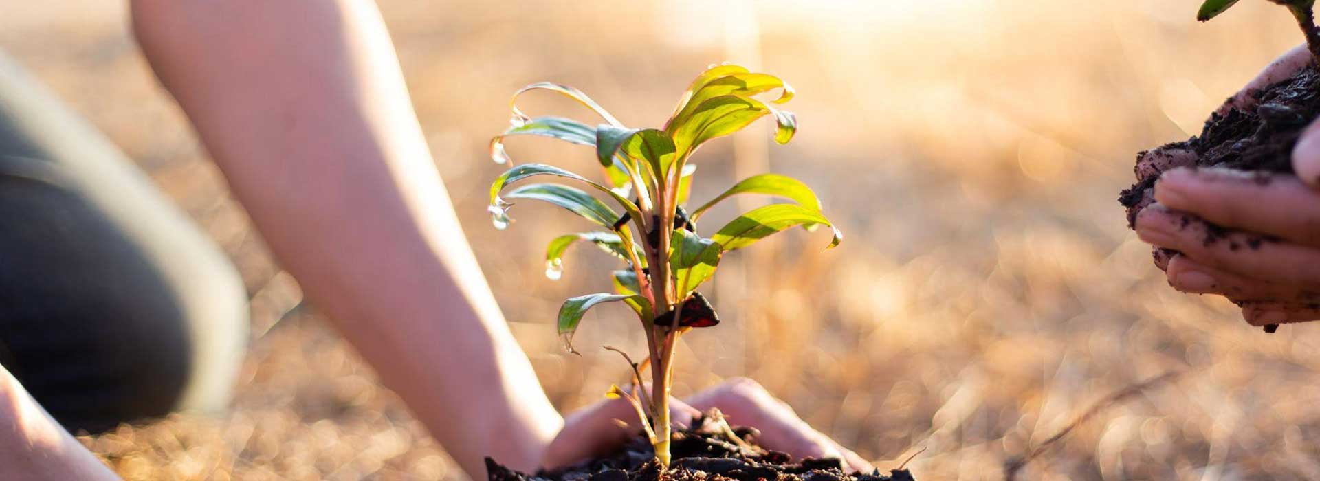 1920x700 What Is The Effectiveness Of Tree Planting Offsets?