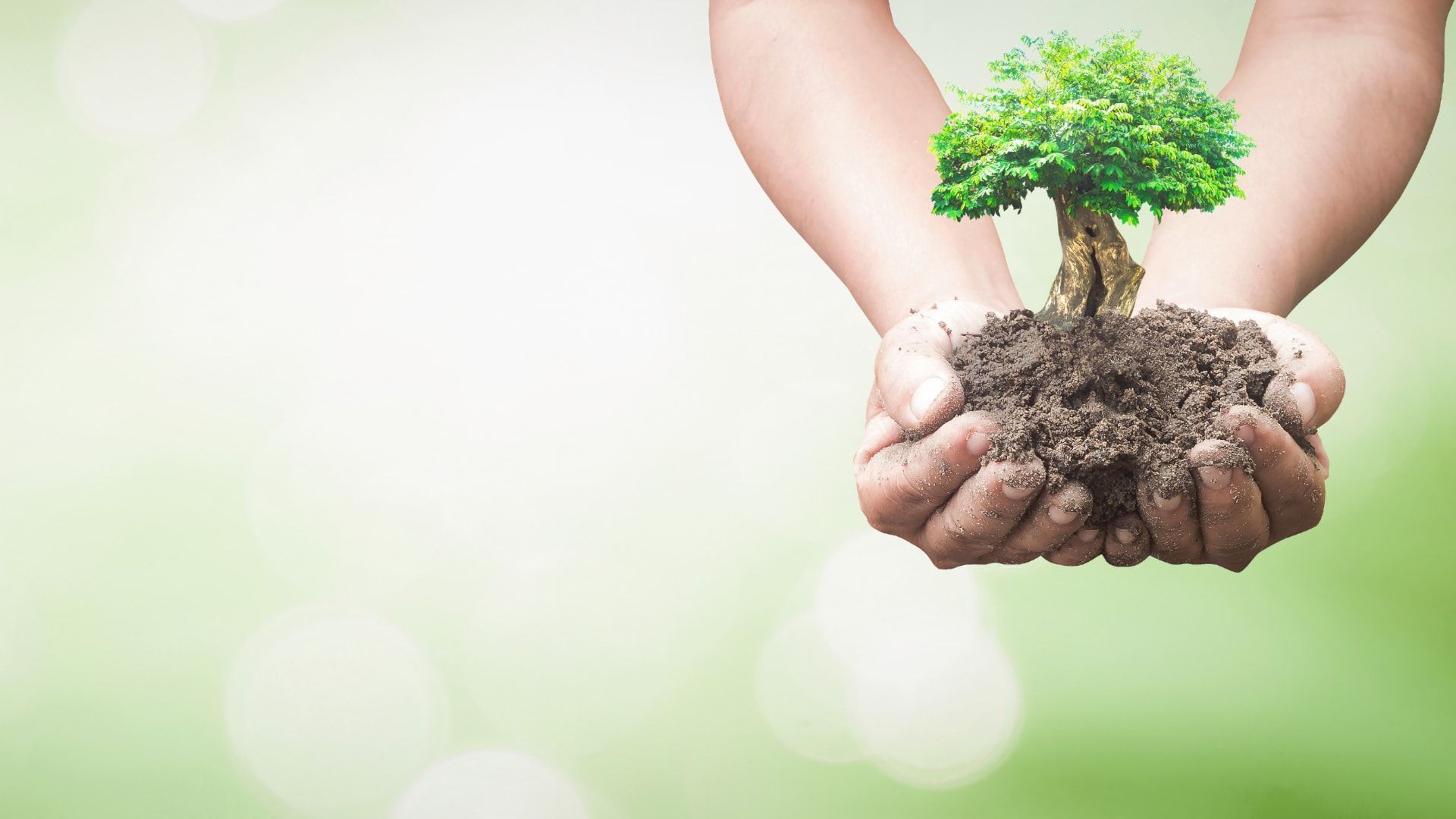 1920x1080 How to adopt a tree with each survey completed & Nebu