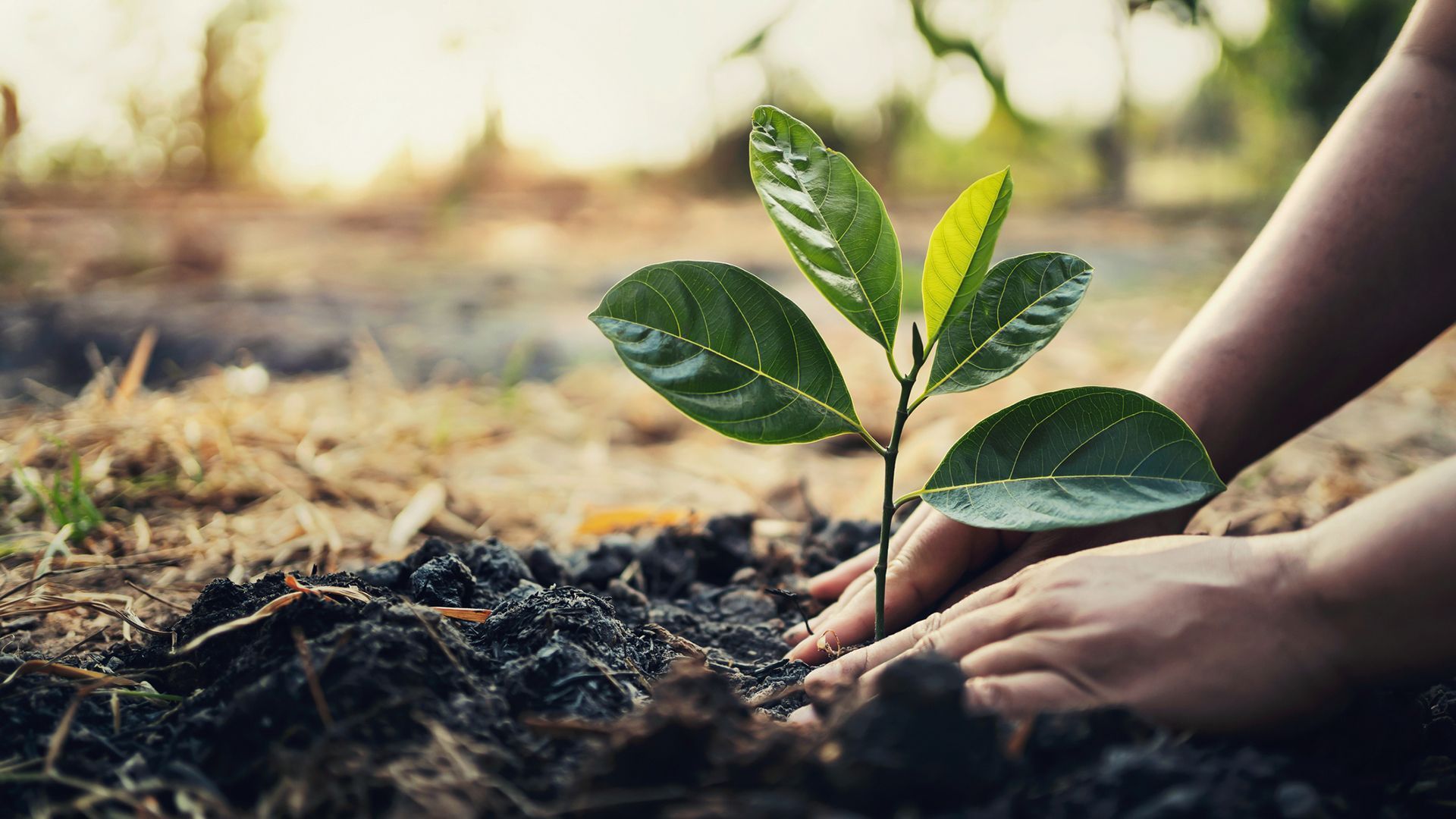 1920x1080 Tree planting may not reduce carbon dioxide effectively