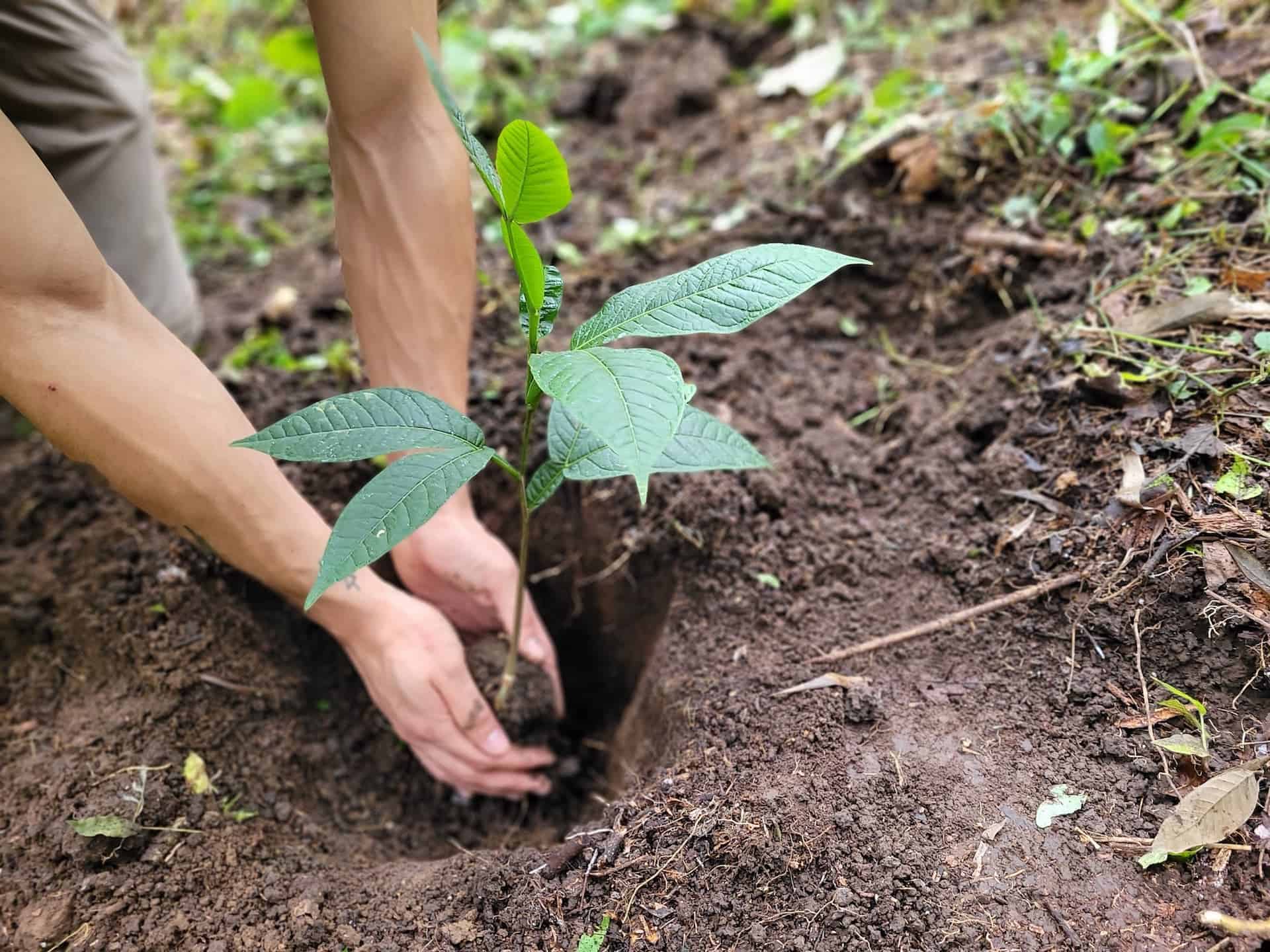 1920x1440 How Much It Costs to Plant a Tree in the Tropics