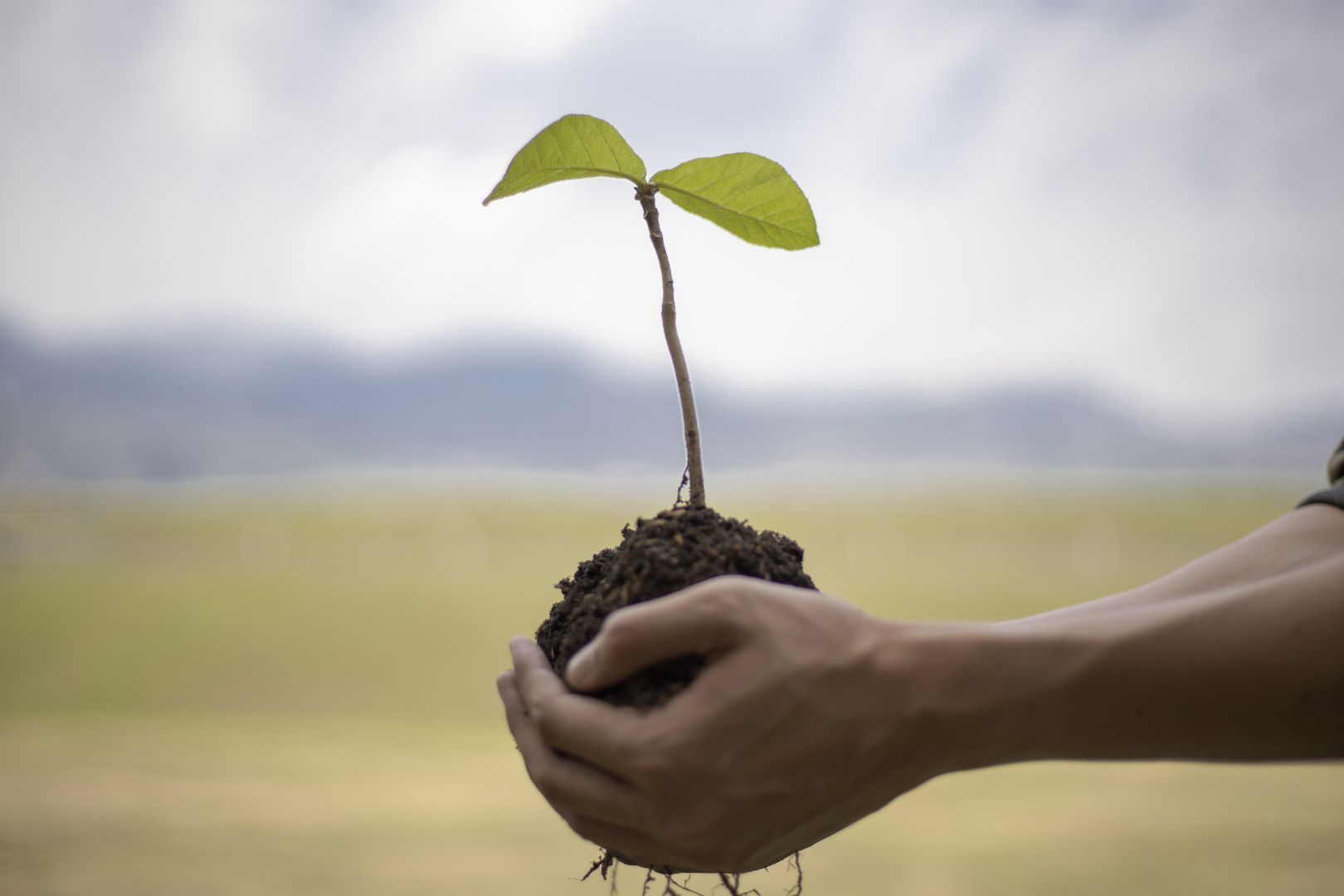 1620x1080 The Benefits Of Tree Planting For The Environment, And Your Home