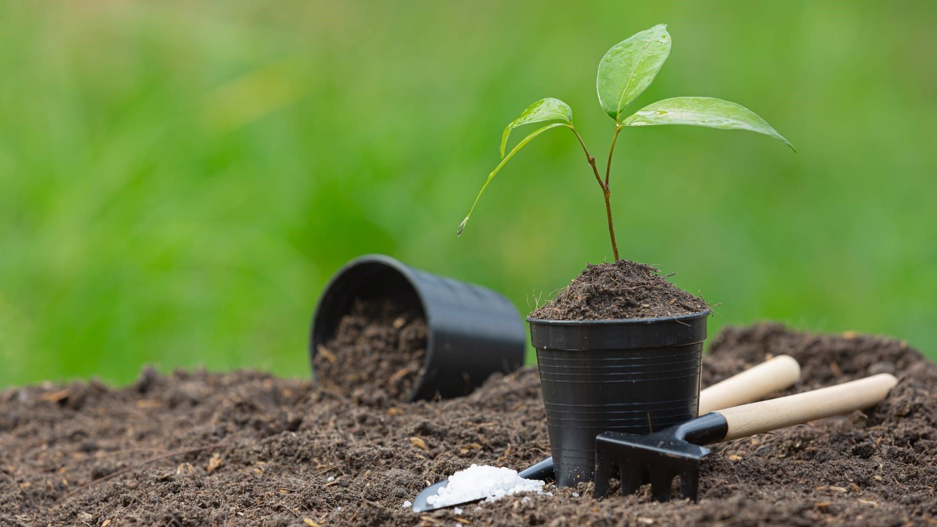 1920x1080 Why plant trees? The importance of forests
