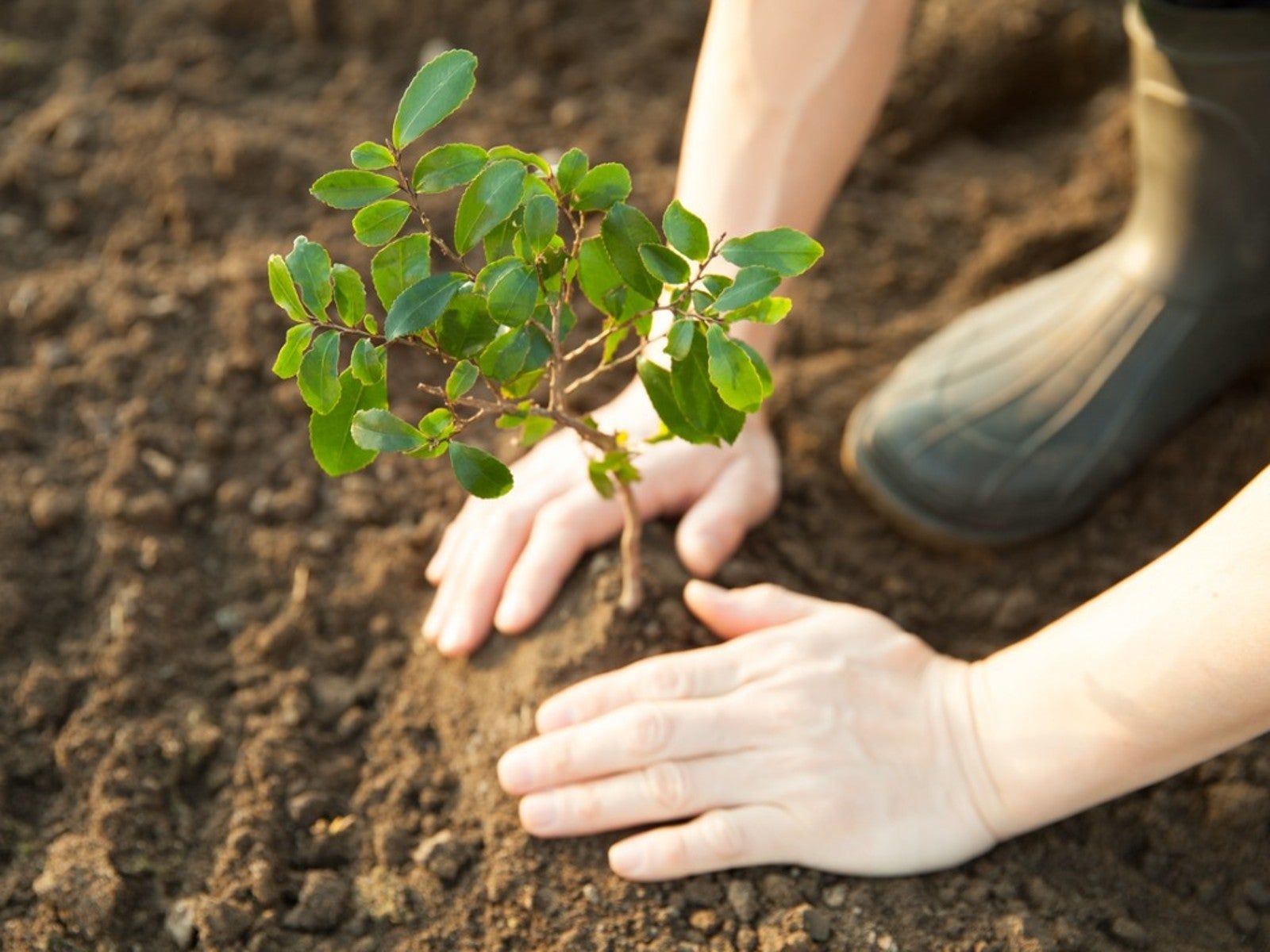 1600x1200 Learn How Trees Help With Climate Change