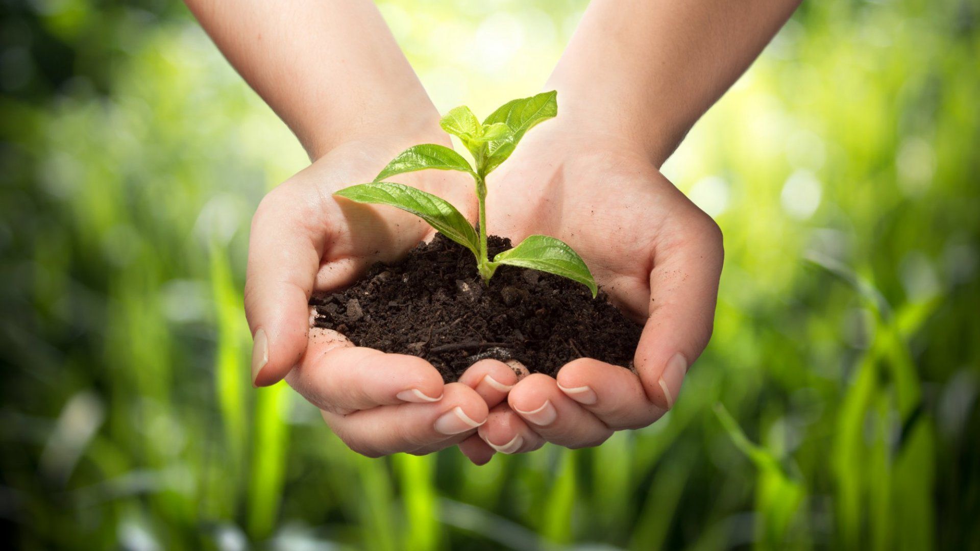 1920x1080 Ways Great Leadership Is Exactly Like Gardening