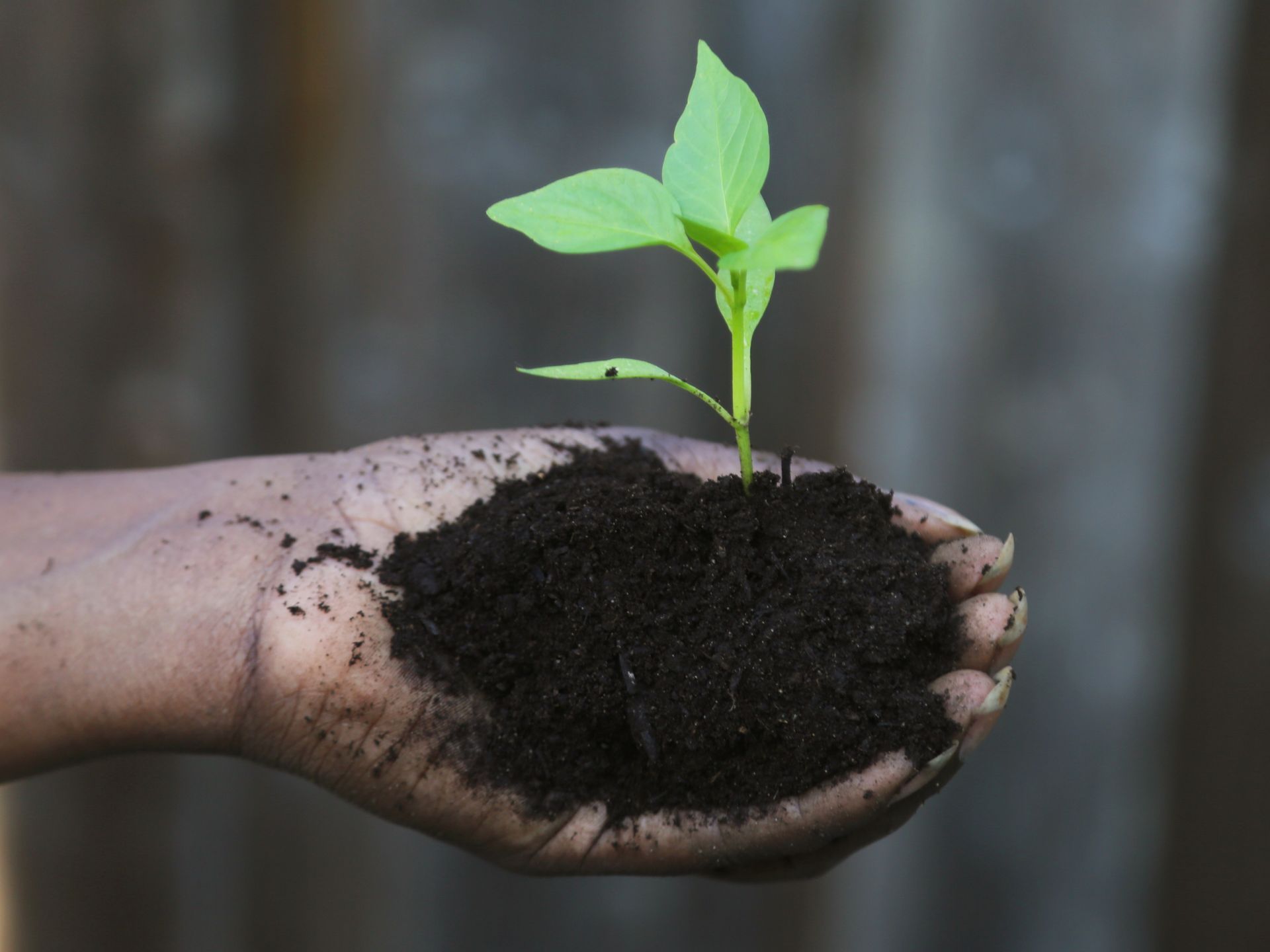 1920x1440 Climate change will shift Richmond's gardening season