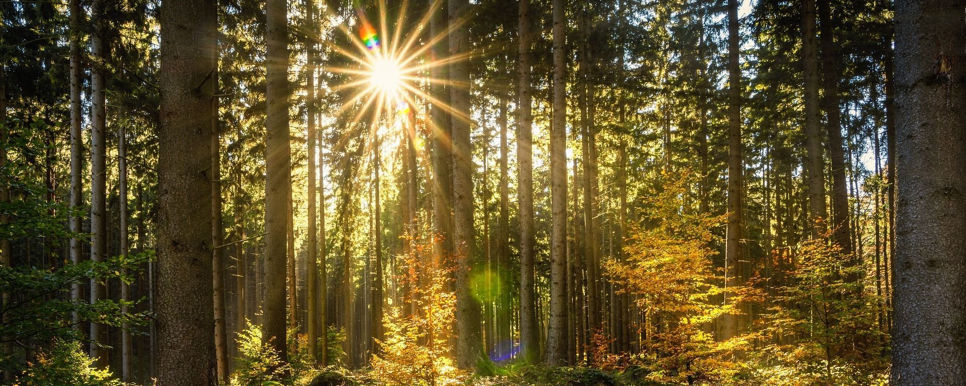 1920x768 How can we improve tree planting outcomes?