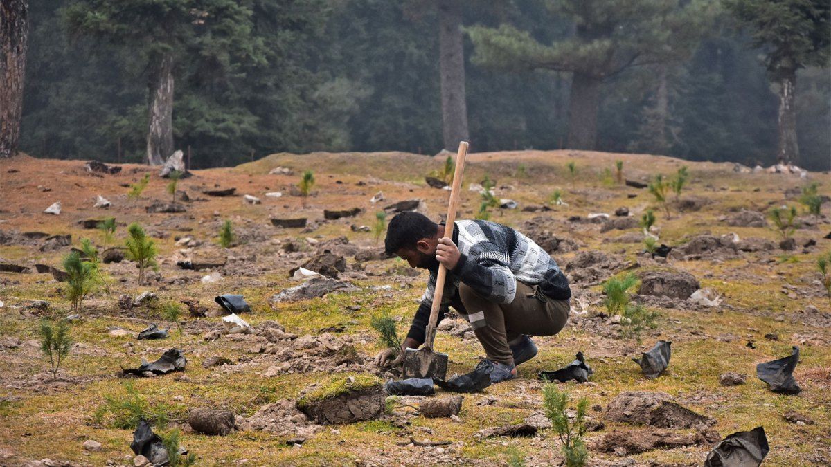 1200x675 Does planting trees actually help the climate? Here's what we know