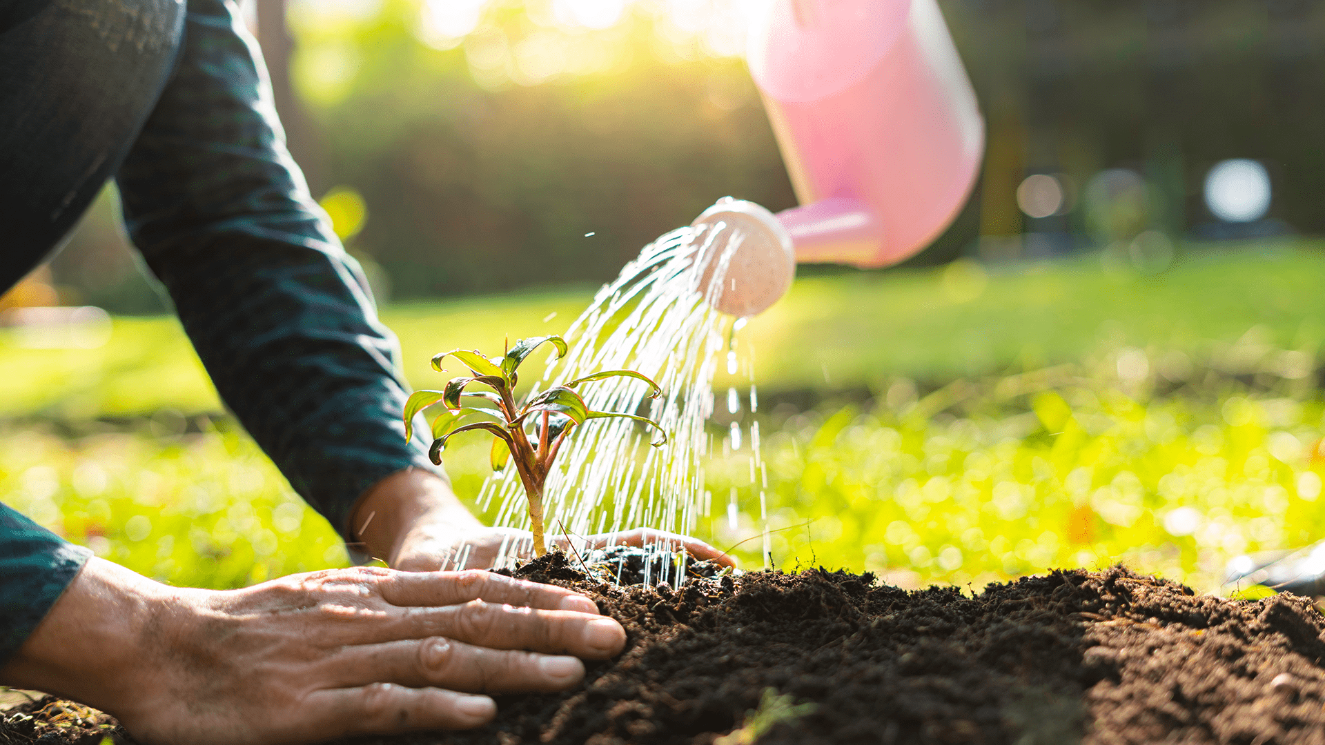 1920x1080 Role of technology in scaling afforestation programmes's Blog