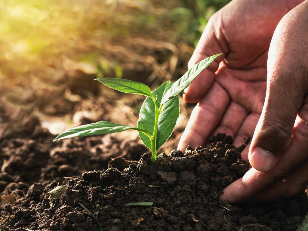 1024x768 ETHIOPIA: Over 350 million trees planted in 12 hours