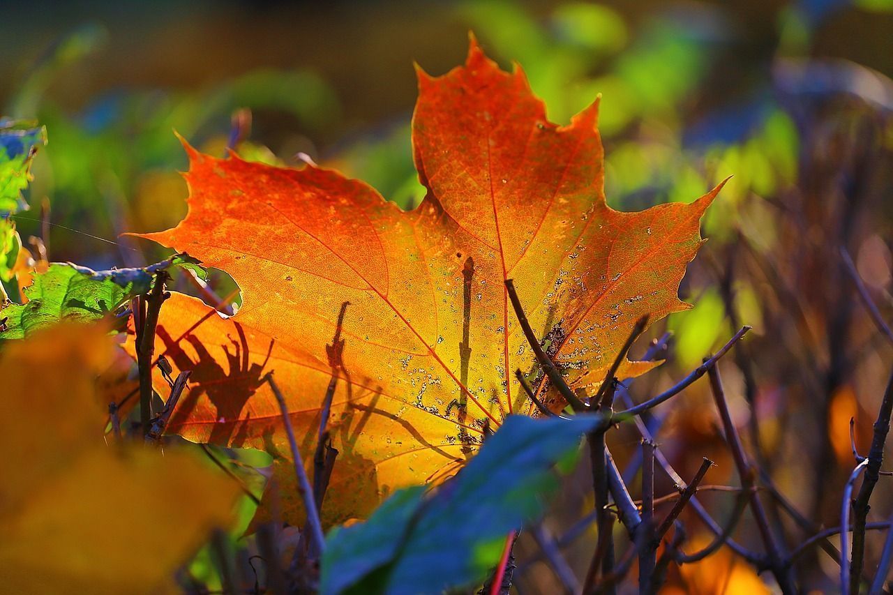 1280x853 How to successfully plant trees and shrubs in the fall and Dairy