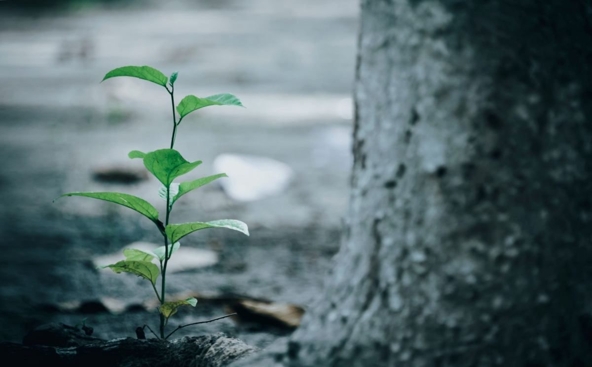 1200x743 UK tree planting initiatives aiming to make a global impact