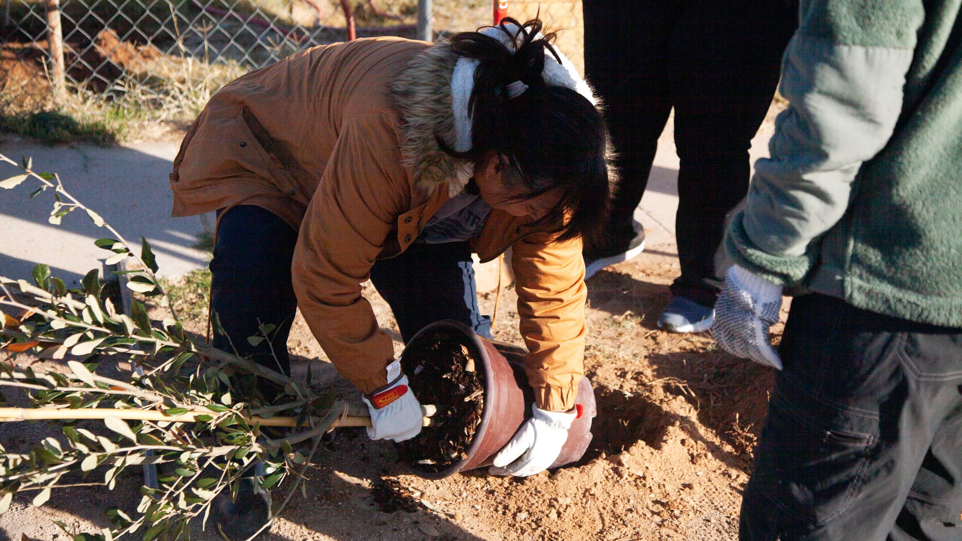 1920x1080 trees planted since start of Tucson Million Trees program