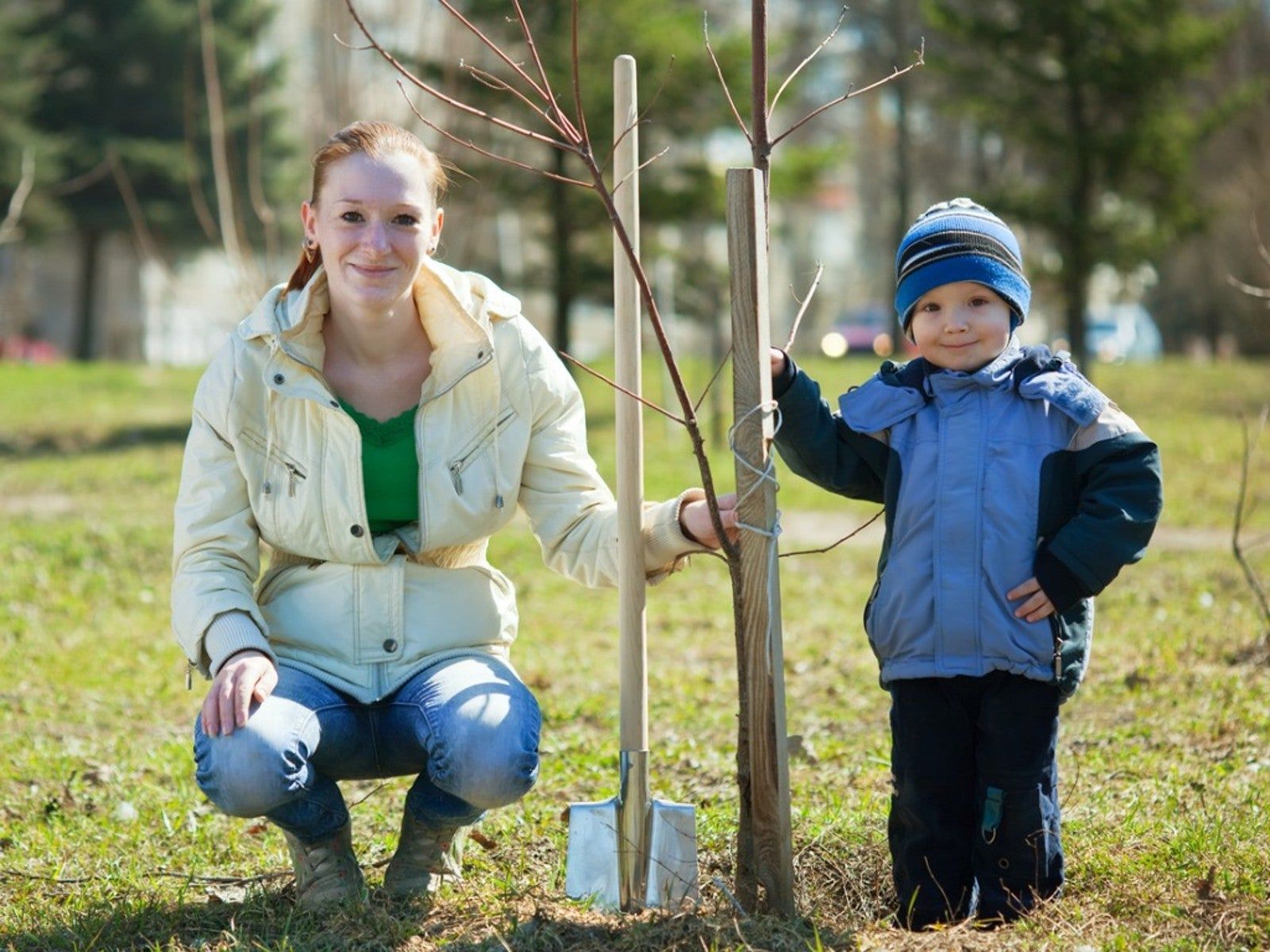 1600x1200 Best Trees To Plant In Fall: What Trees Can Be Planted In The Fall