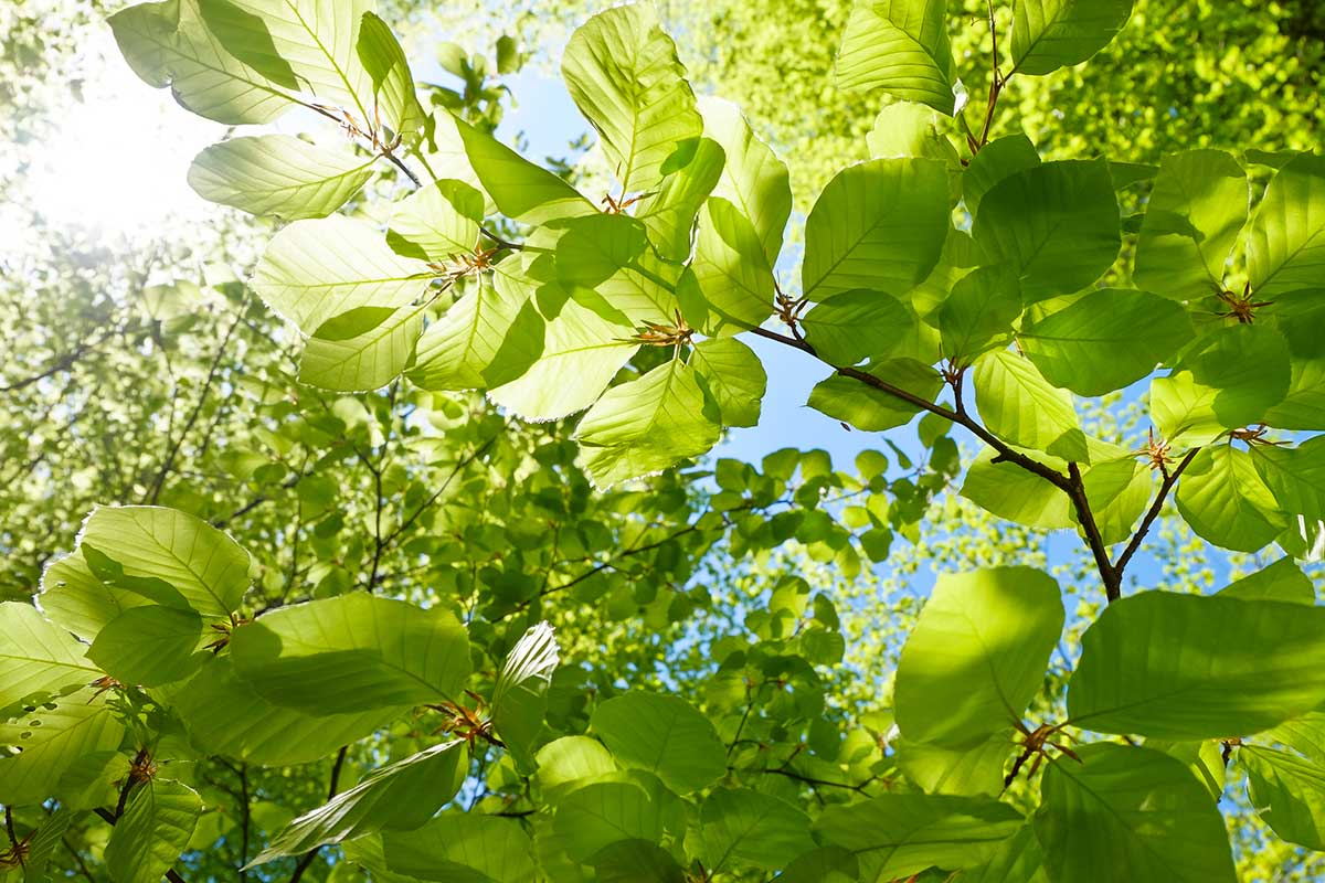 1200x800 Tree Planting Nonprofit. Arbor Day Foundation