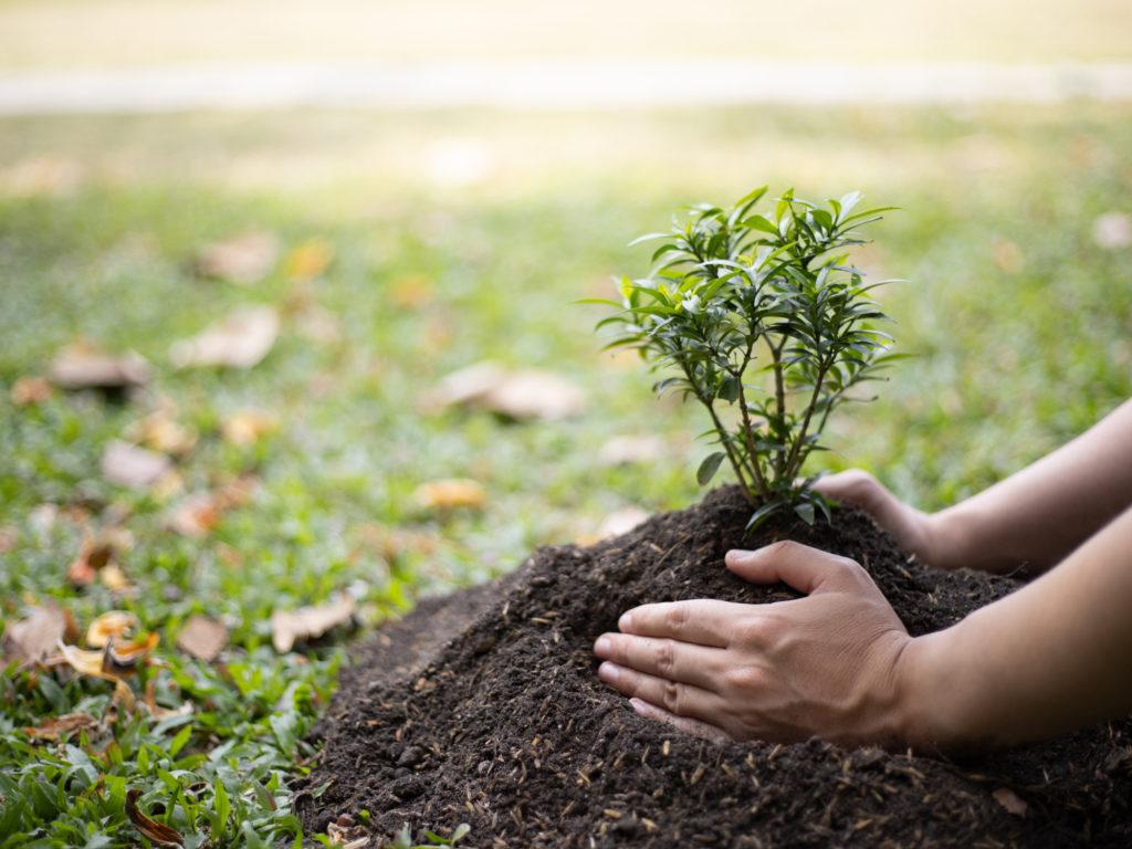 1024x768 How To Determine How Far Away From The House To Plant New Trees