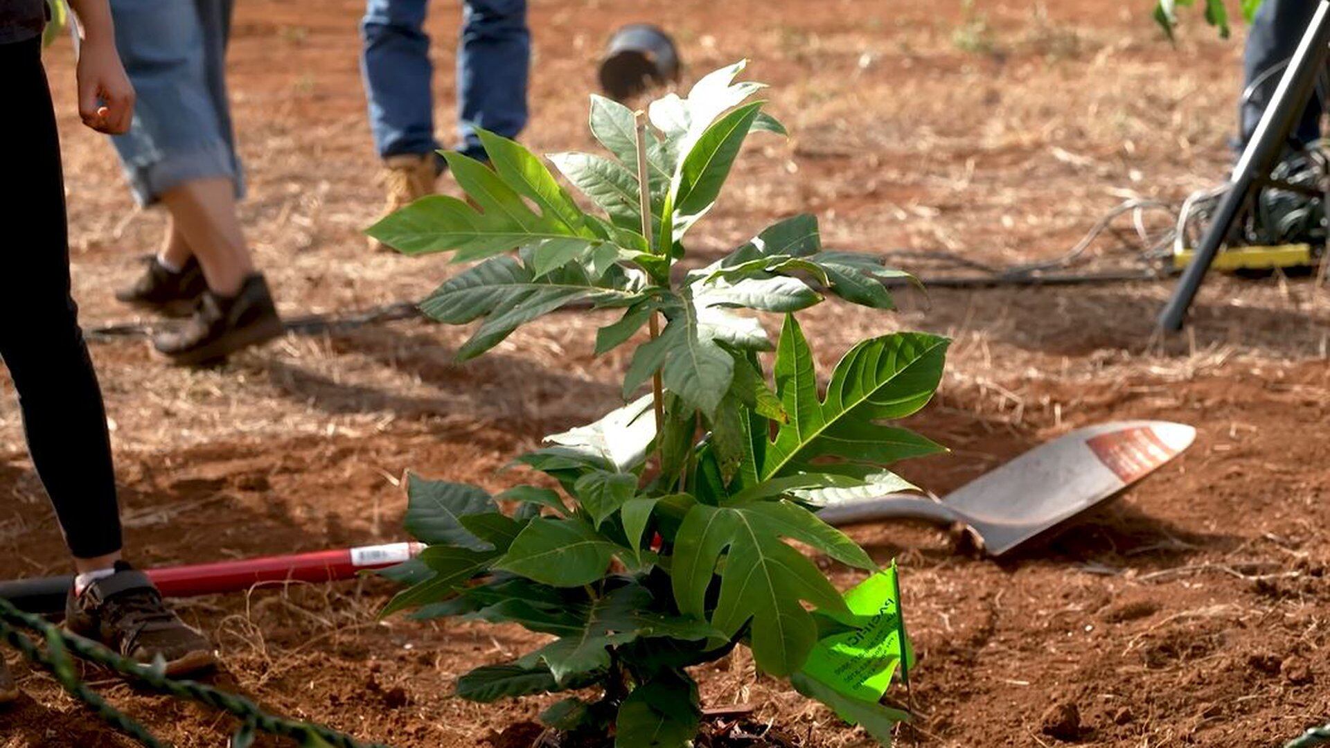 1920x1080 In huge milestone, Maui's largest agriculture company plants 1 million trees