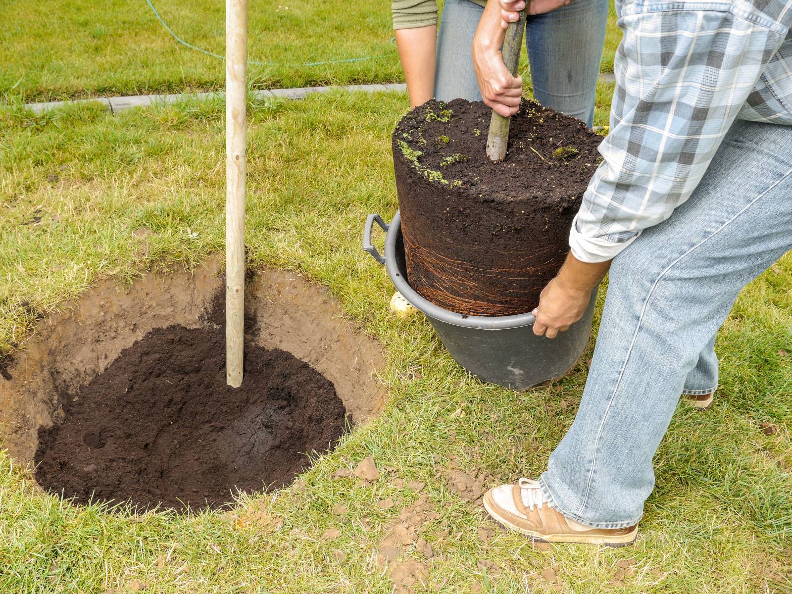 1600x1200 How to Plant a Potted Tree