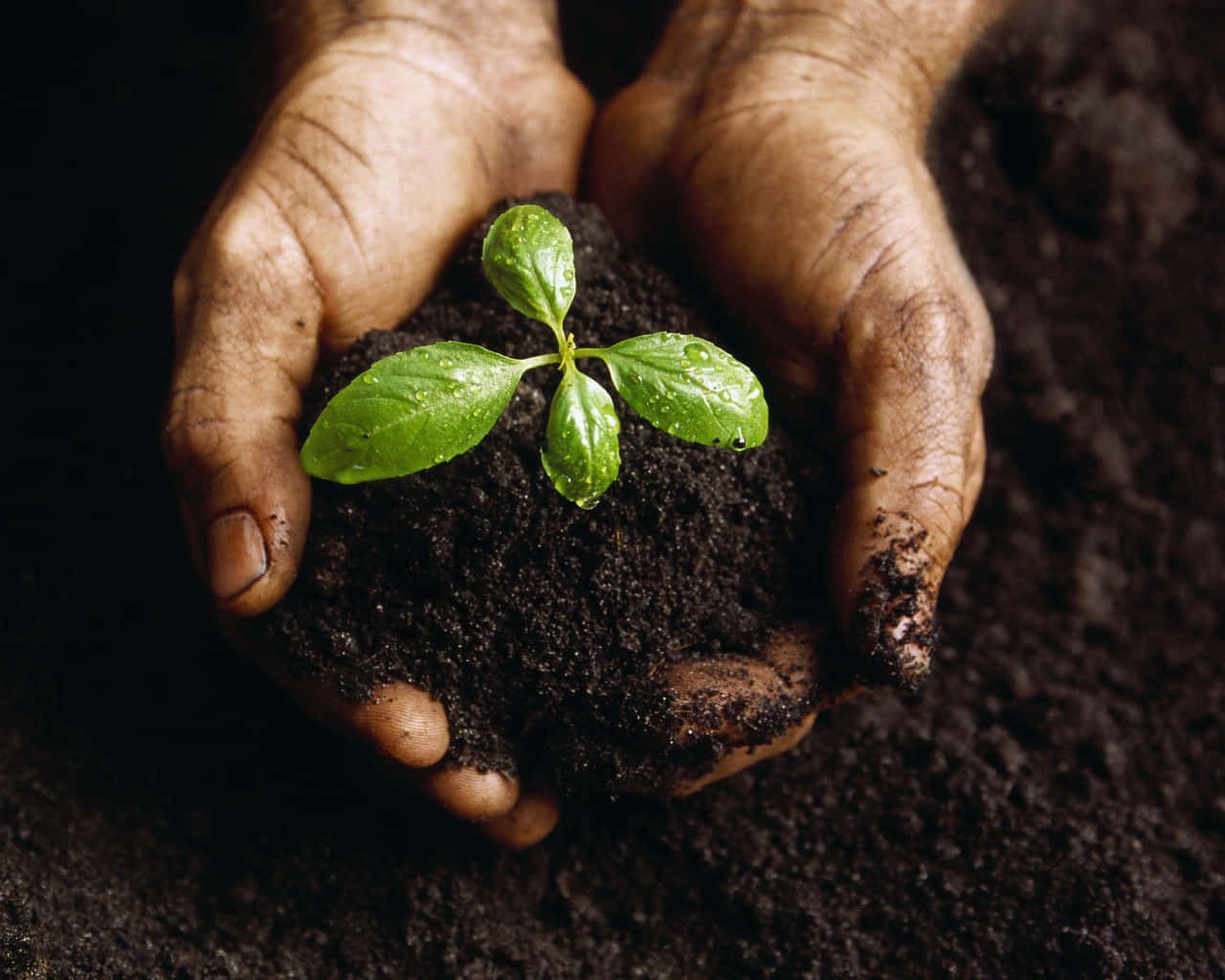 1280x1024 Download Green Young Plant With Black Soil Wallpaper