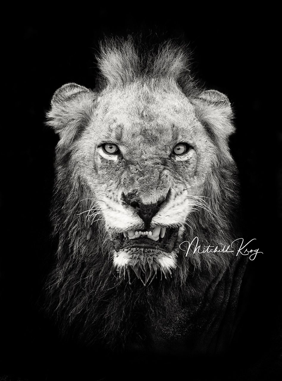 948x1280 The Infamous Mr T Of The Mapogo Lions Pride, Sabi Sands