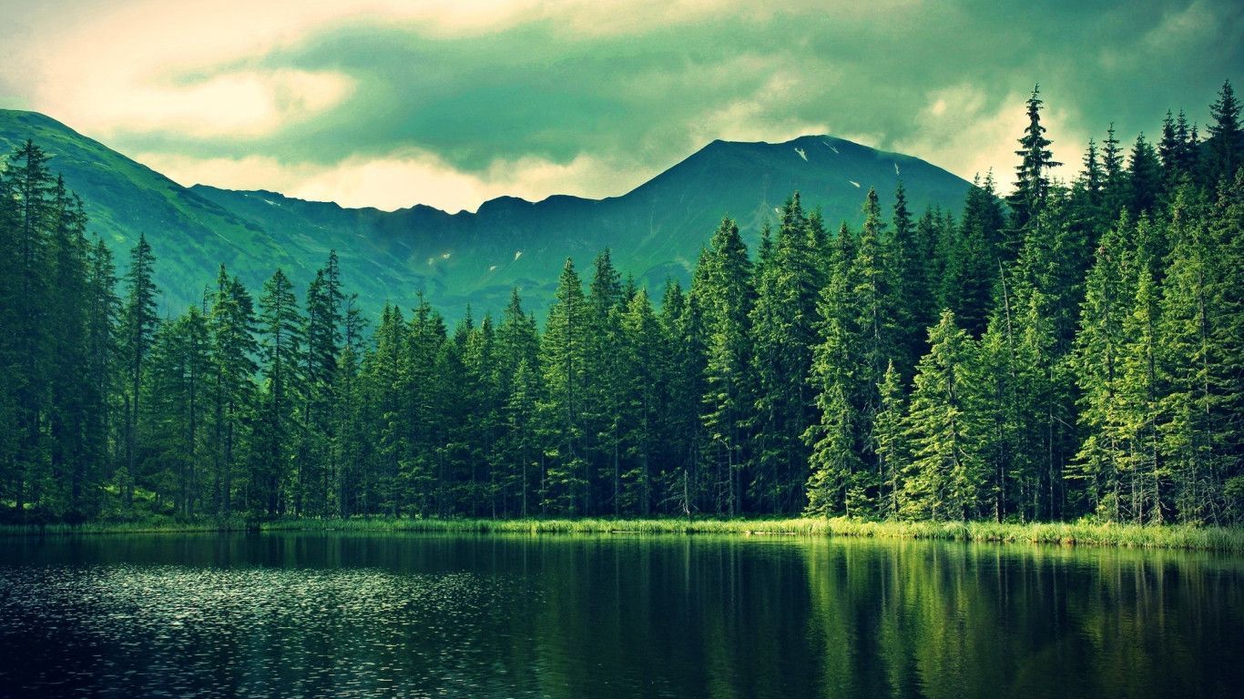 1366x768 Forest From Above Wallpaper 25662
