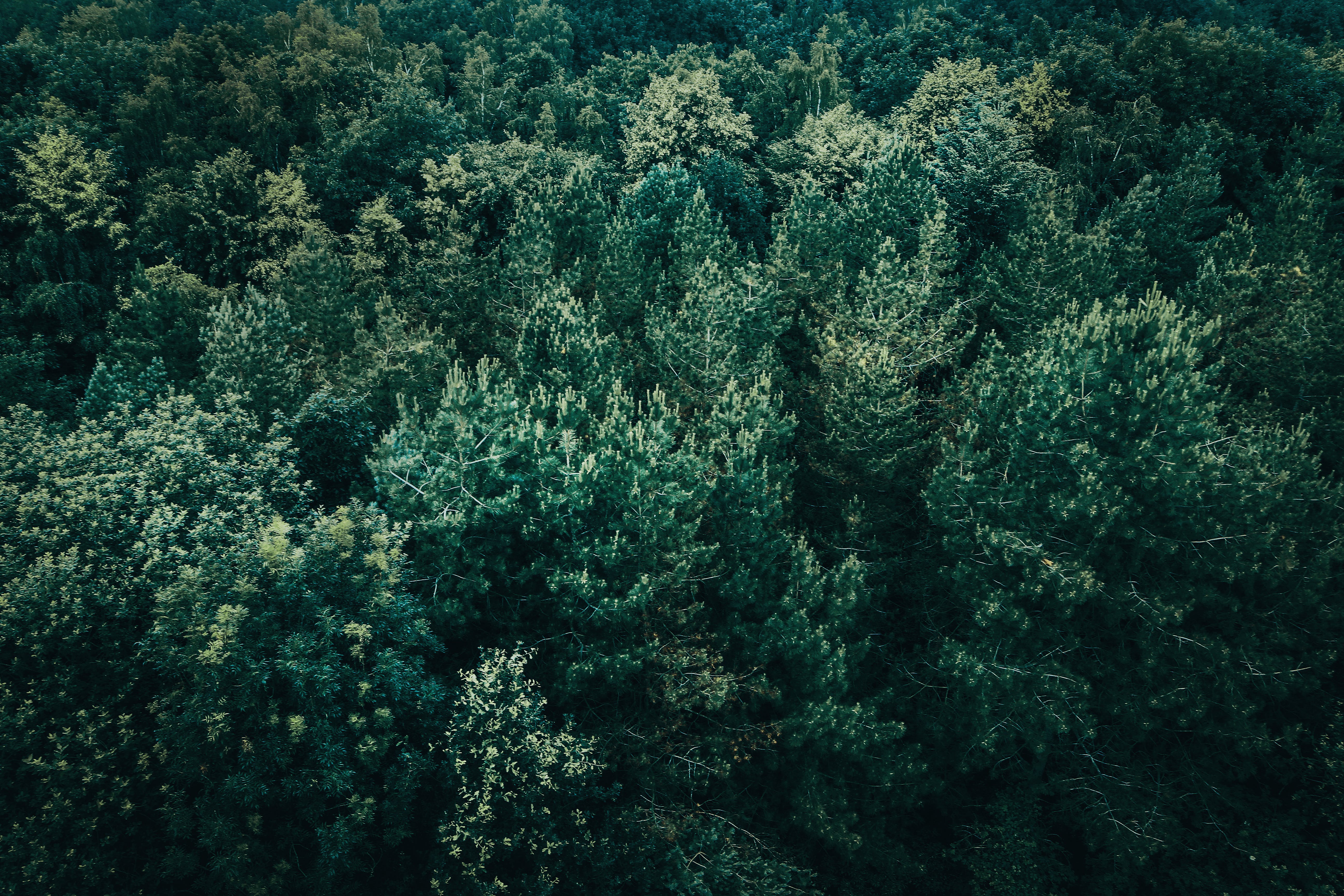 5184x3456 Forest From Above Photo, Download The BEST Free Forest From Above & HD Image