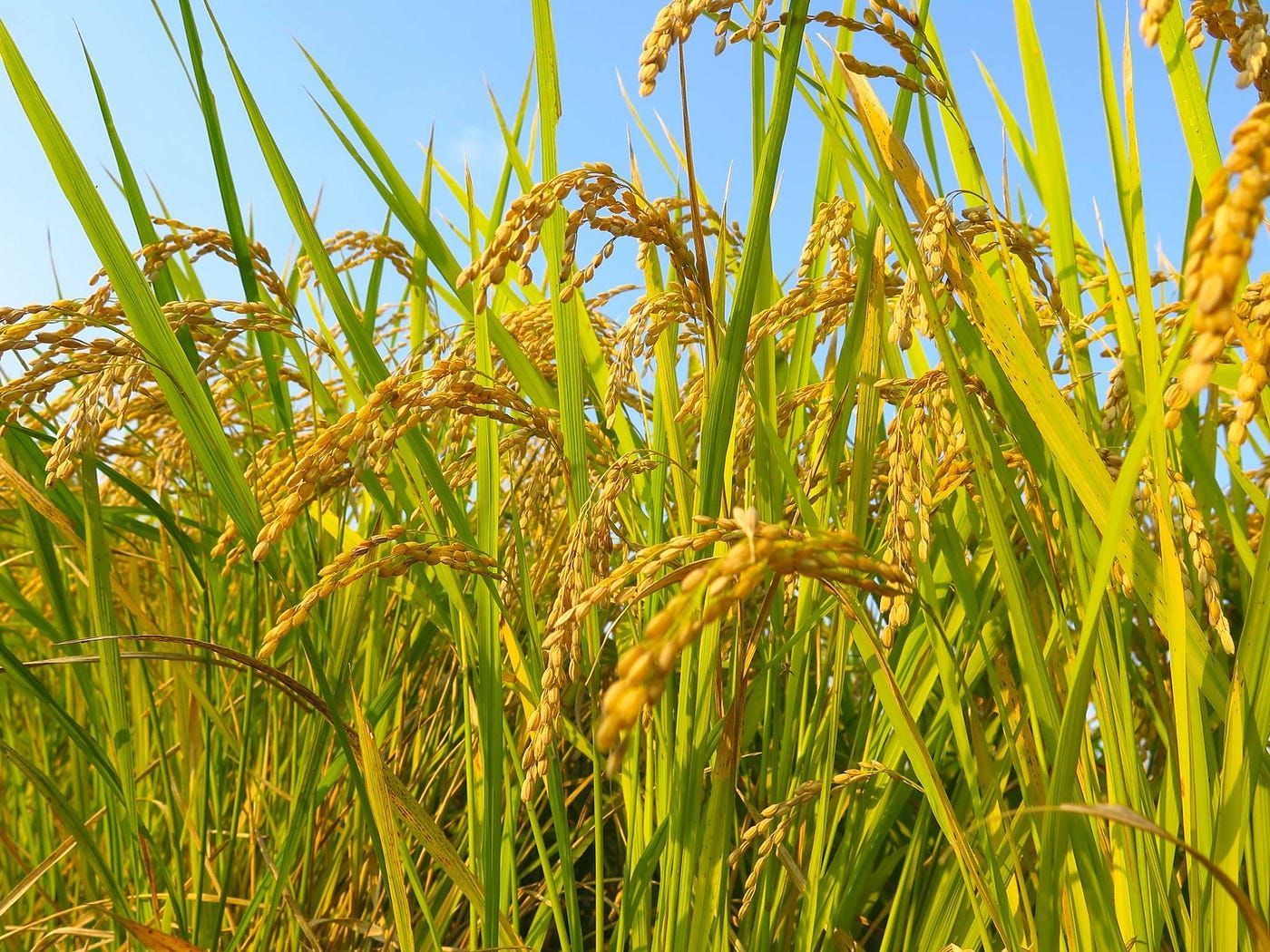 Rice Plant Wallpapers - Top Free Rice Plant Backgrounds - Wallpaperaccess