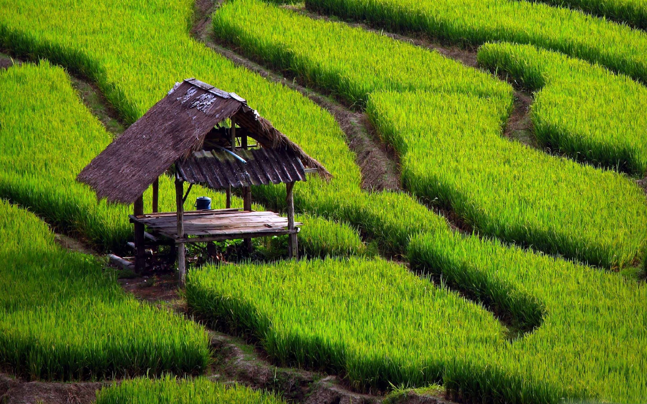 2560x1600 Rice Field Landscape Mac Wallpaper Download