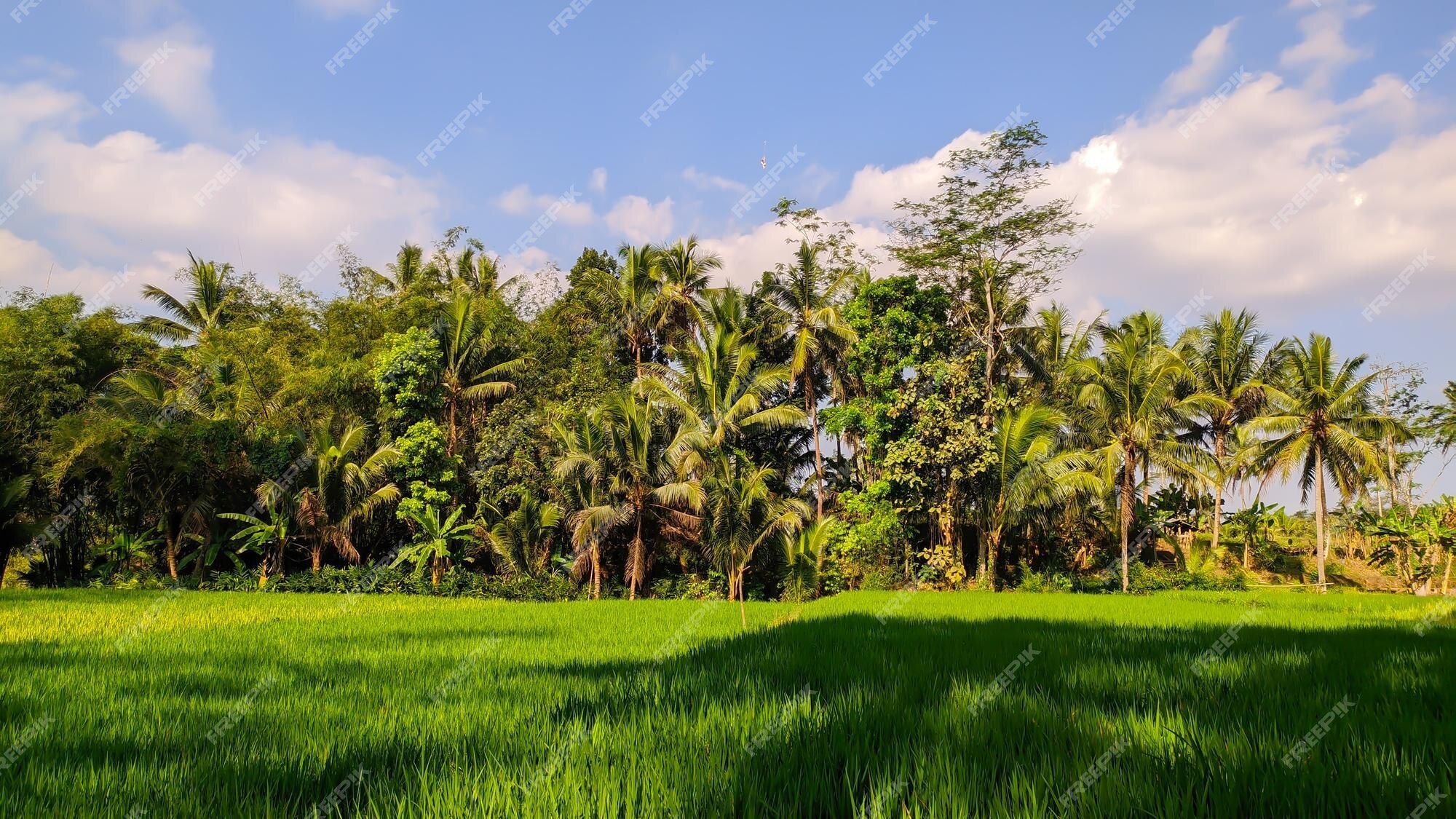 Background Planted Rice Rice Plant Wallpapers - Top Free Rice Plant Backgrounds - WallpaperAccess