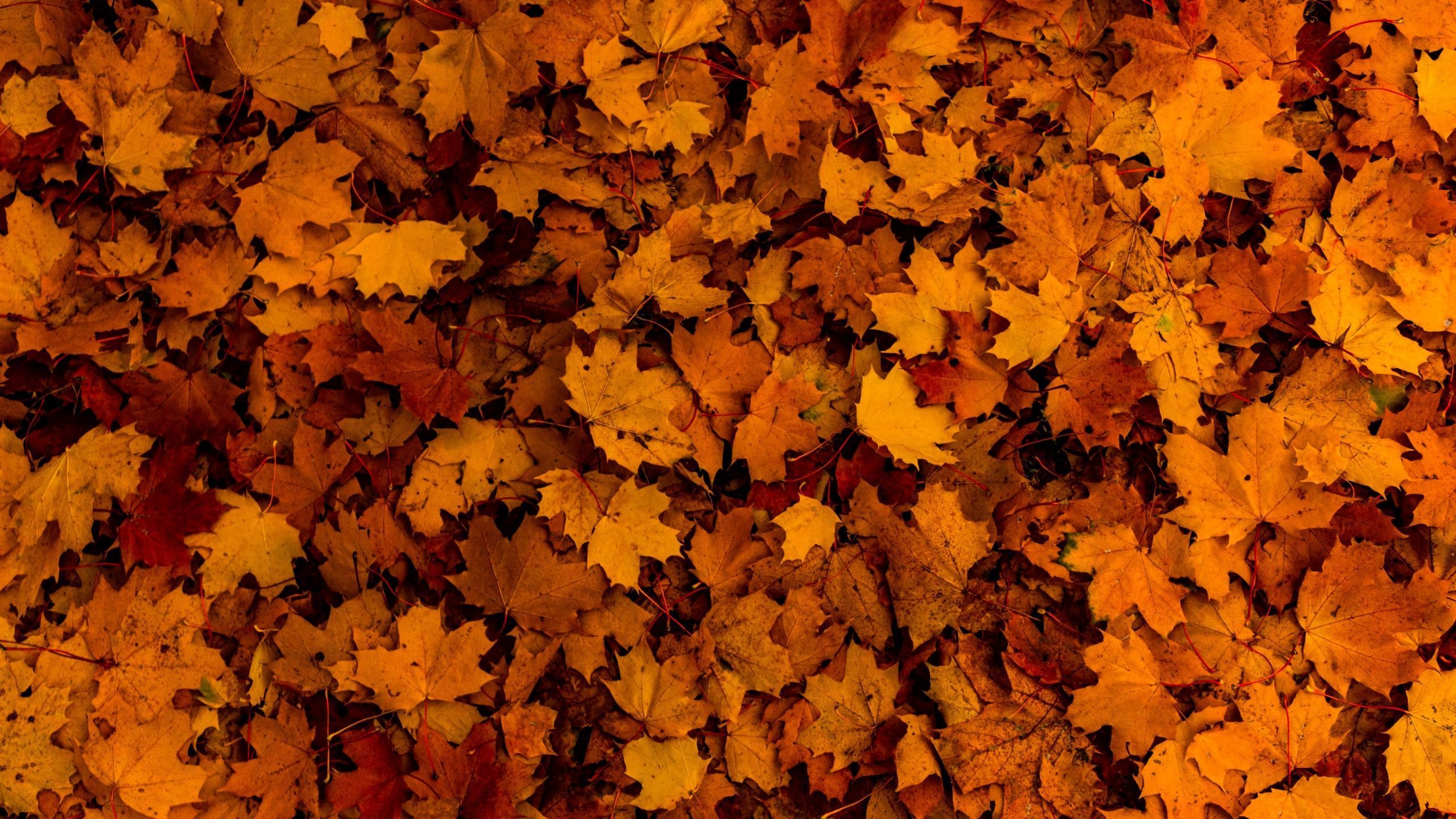 2560x1440 Fallen Leaves Wallpaper 4K, Autumn, Maple leaves, Texture