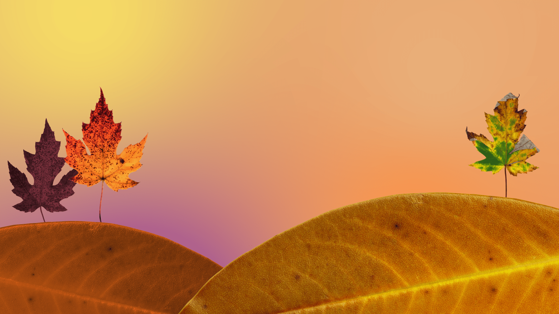 1920x1080 Fall Leaves Background Graphics Church Media