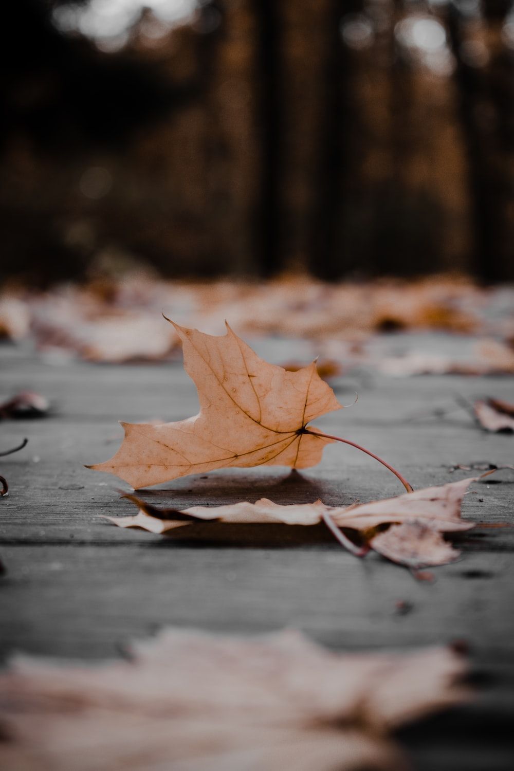 1000x1500 Brown maple leaf on gray concrete floor photo