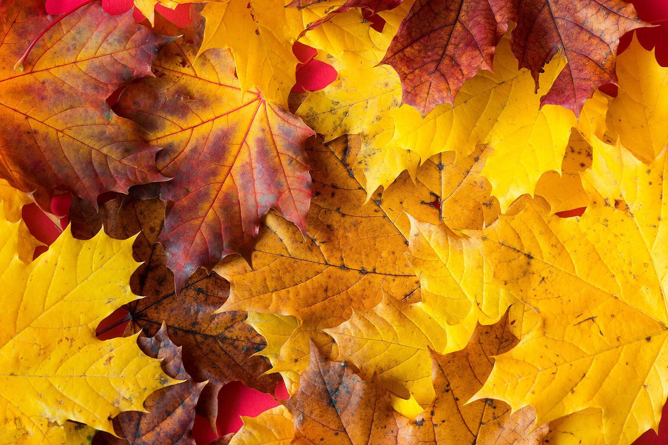 2210x1473 Fall Autumn Leaves Close Up Free